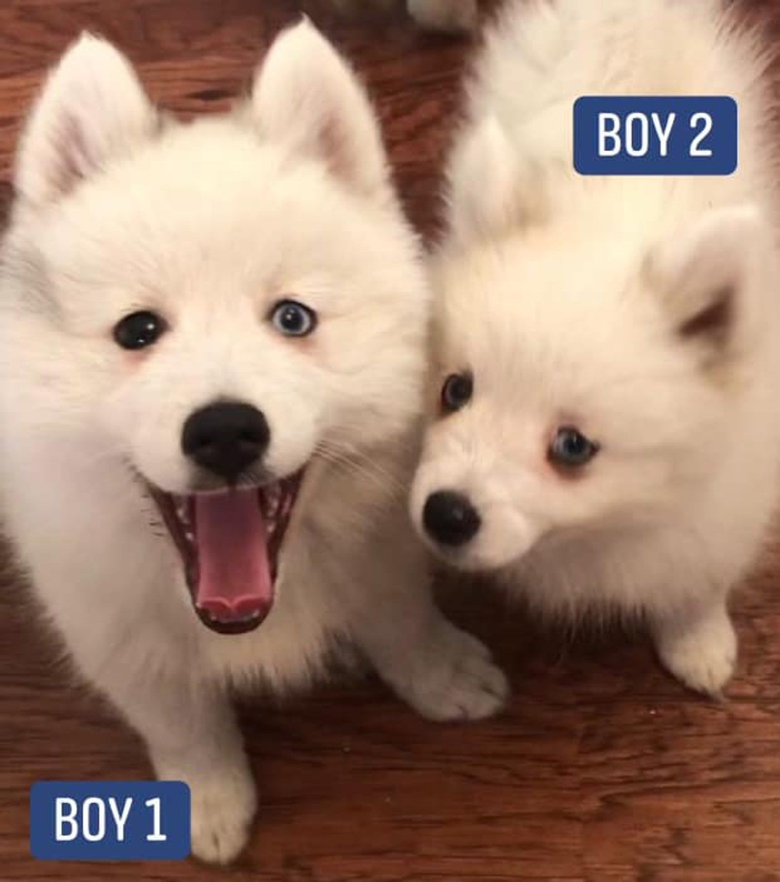 Two white fluffy puppies, labeled 