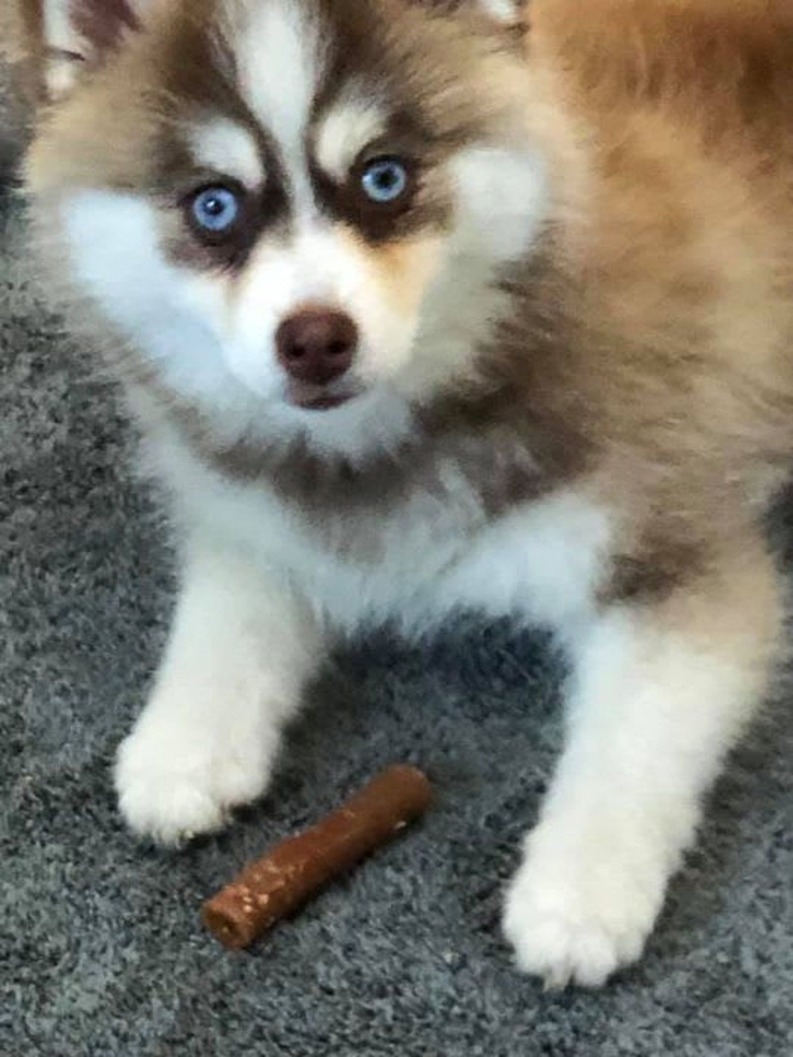 Brown and white husky puppy with bright blue eyes, lying with a treat on a gray rug.