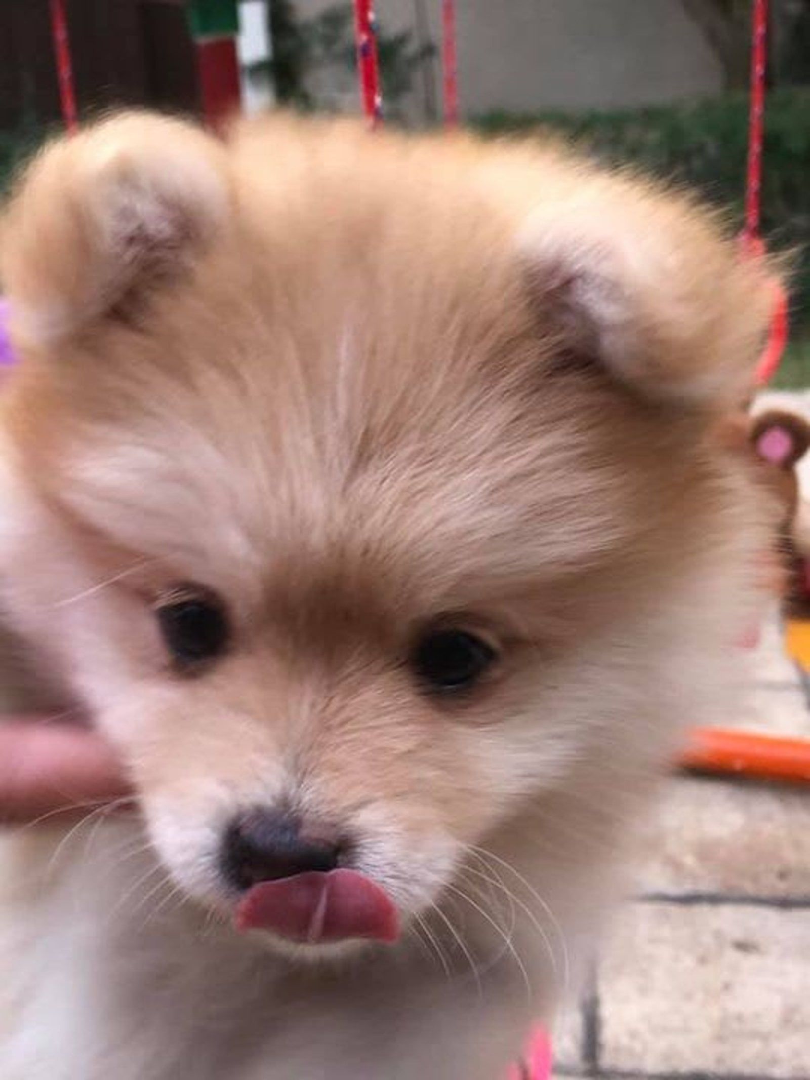 Fluffy tan Pomeranian puppy with tongue out.