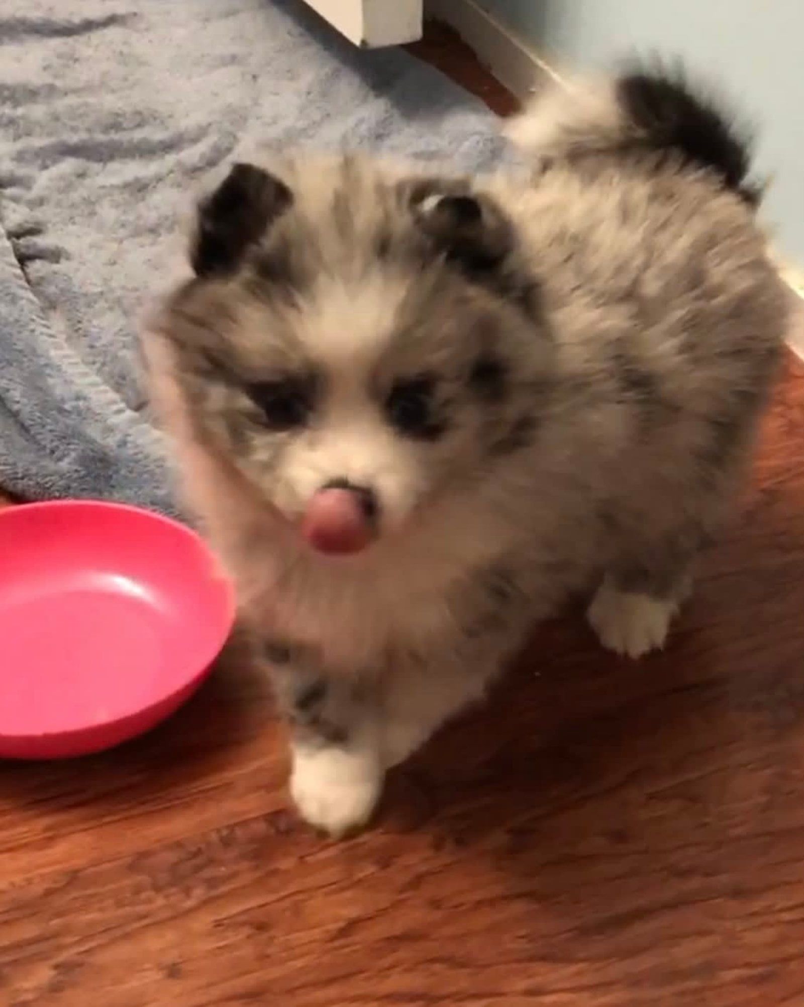 Fluffy, speckled Pomeranian puppy with tongue out, near pink bowl on wooden floor.