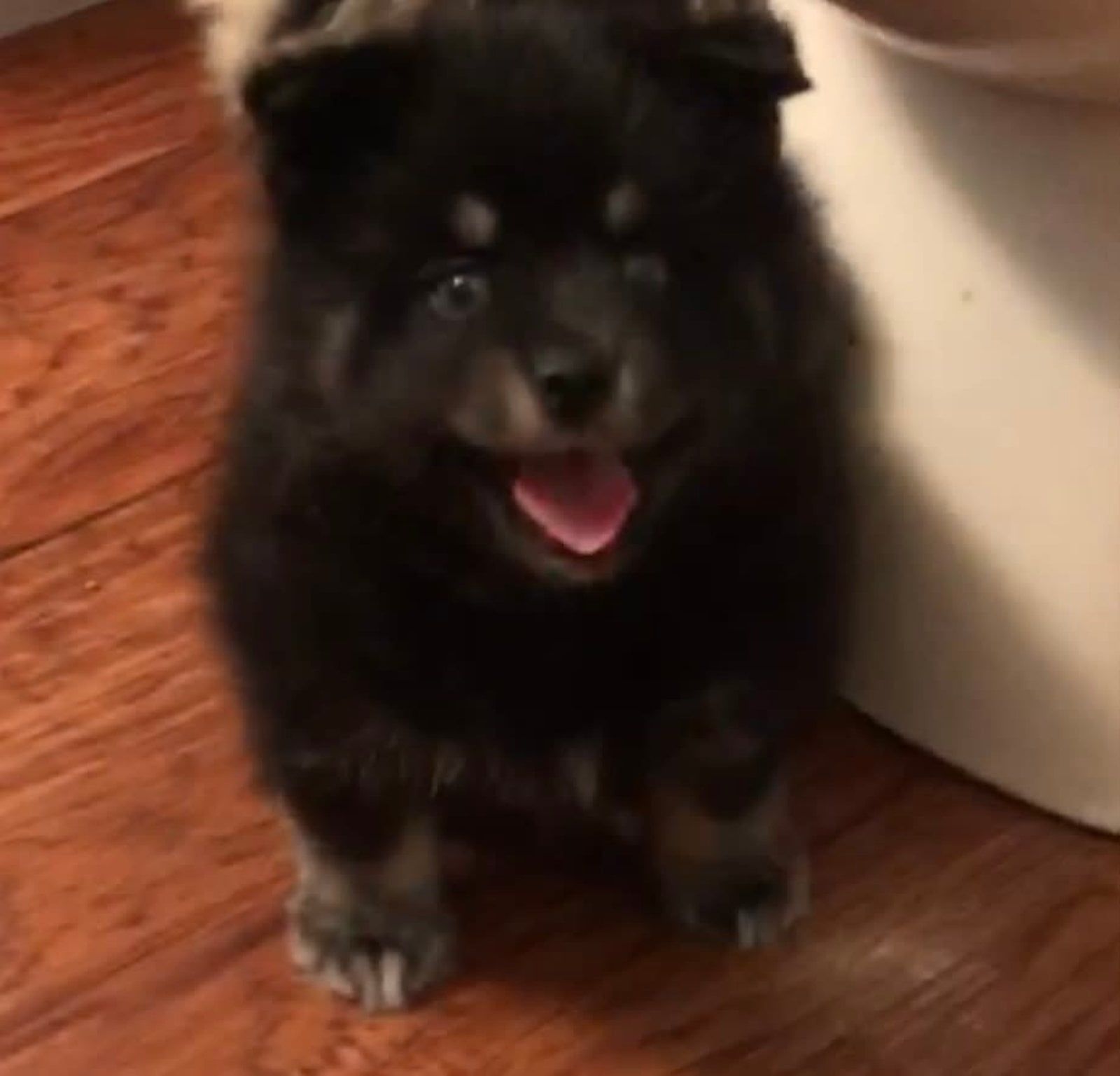 Fluffy black puppy with tan markings, panting with a pink tongue, standing on a wooden floor.
