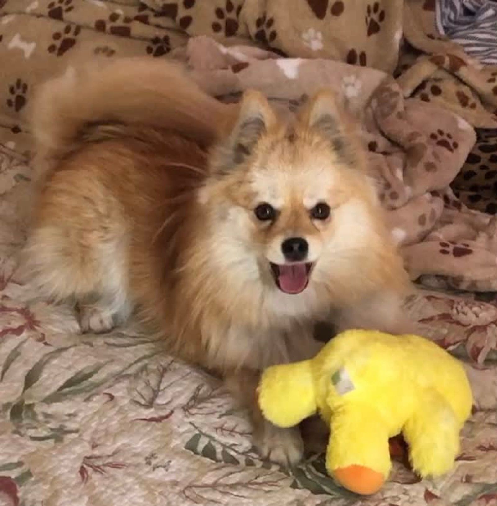 Tan Pomeranian with a yellow toy duck on a patterned blanket.