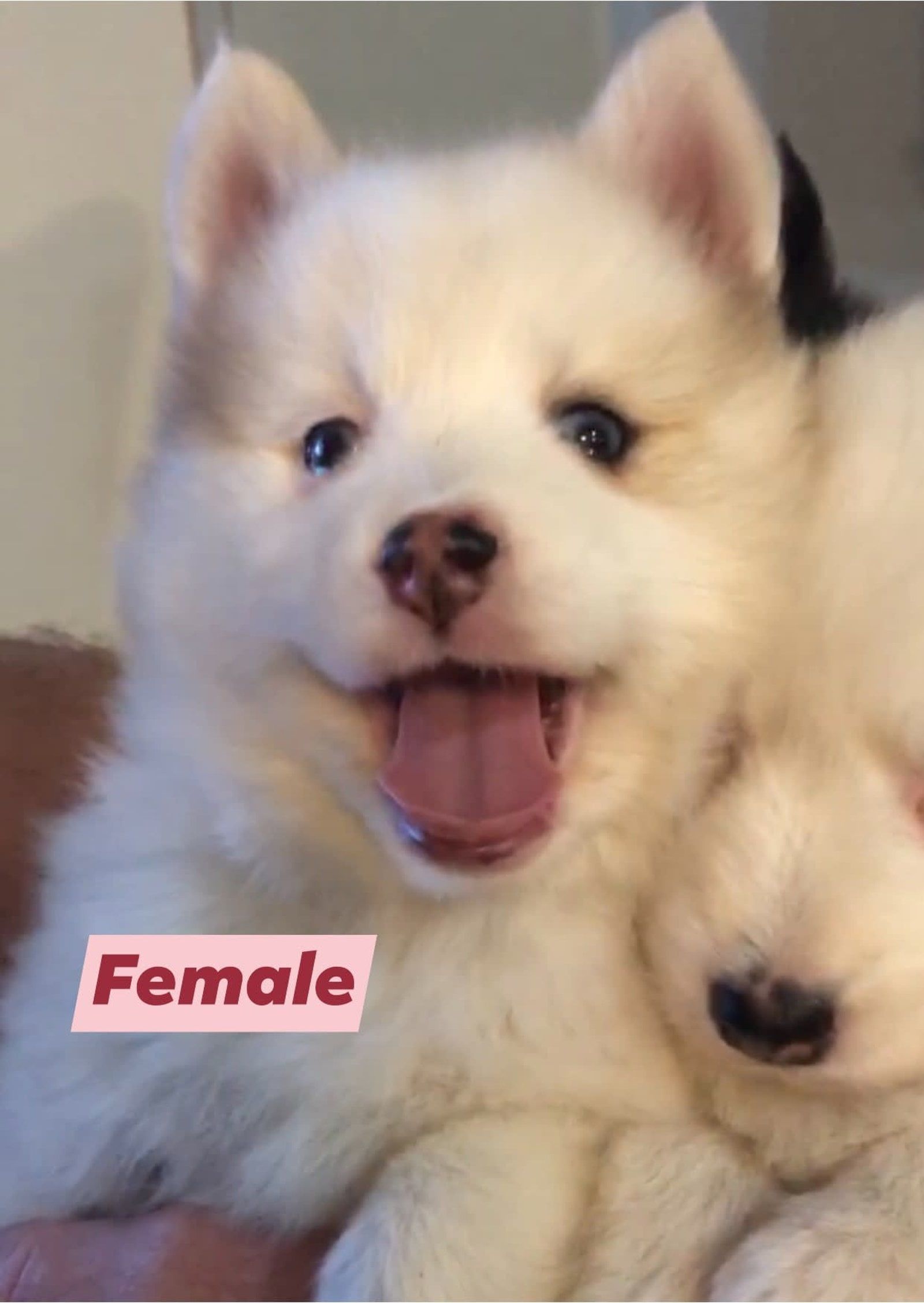 Fluffy white puppy with brown markings, panting happily with its mouth open.  