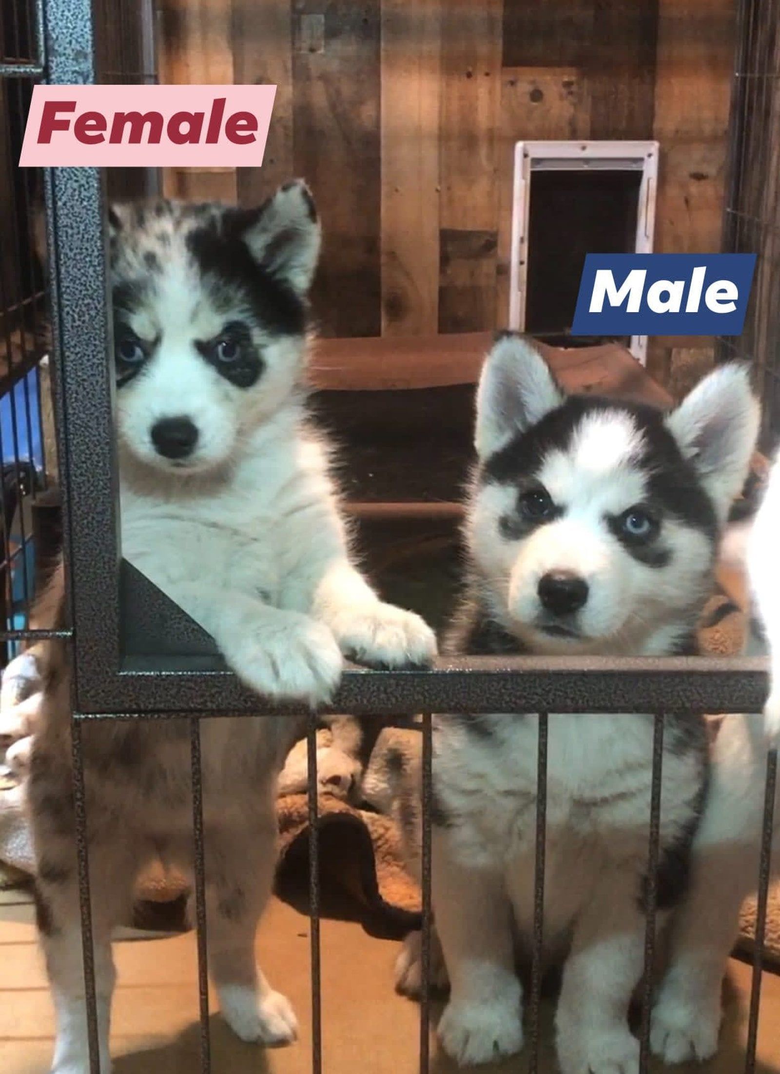 Two husky puppies, one female and one male, behind a cage. The female is blue merle, the male is black and white.