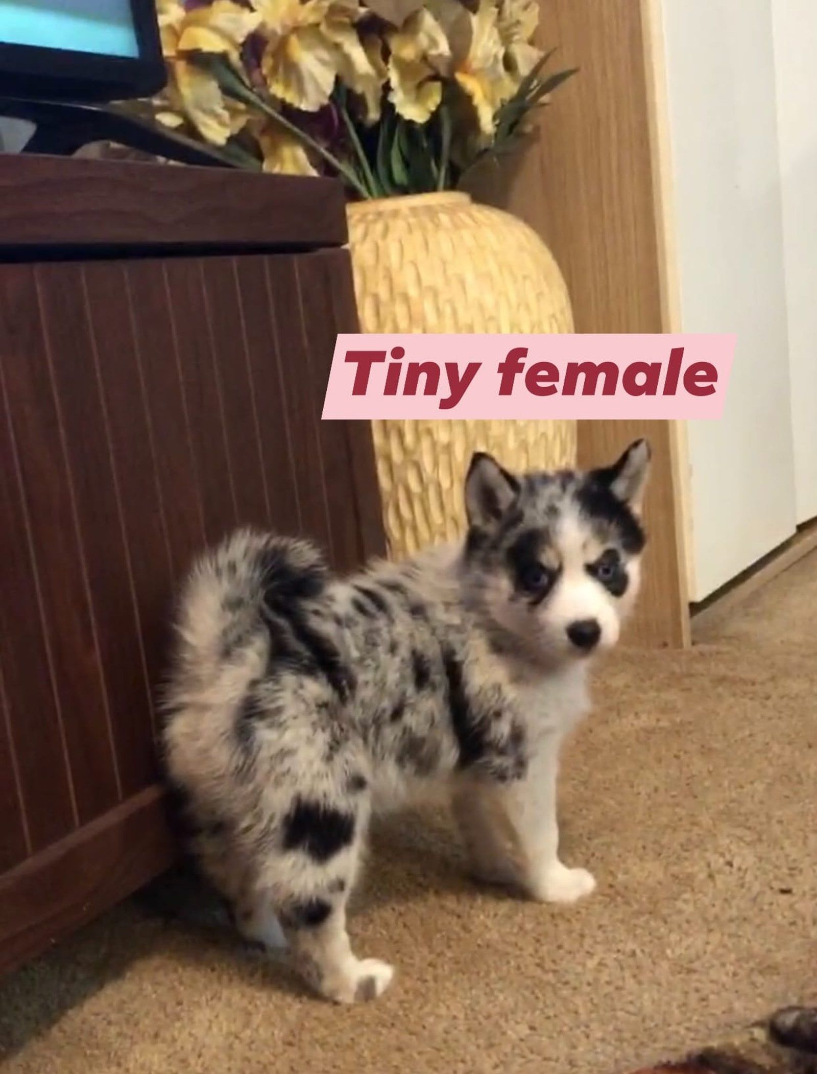 Small spotted puppy with blue eyes. 