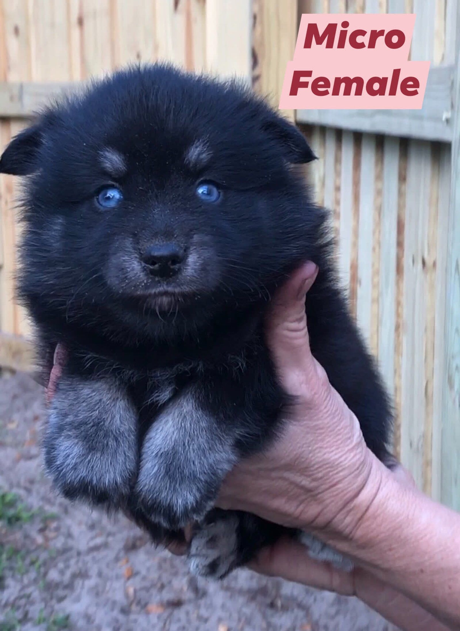 Micro female puppy with blue eyes, held in a person's hand, against a wooden fence.