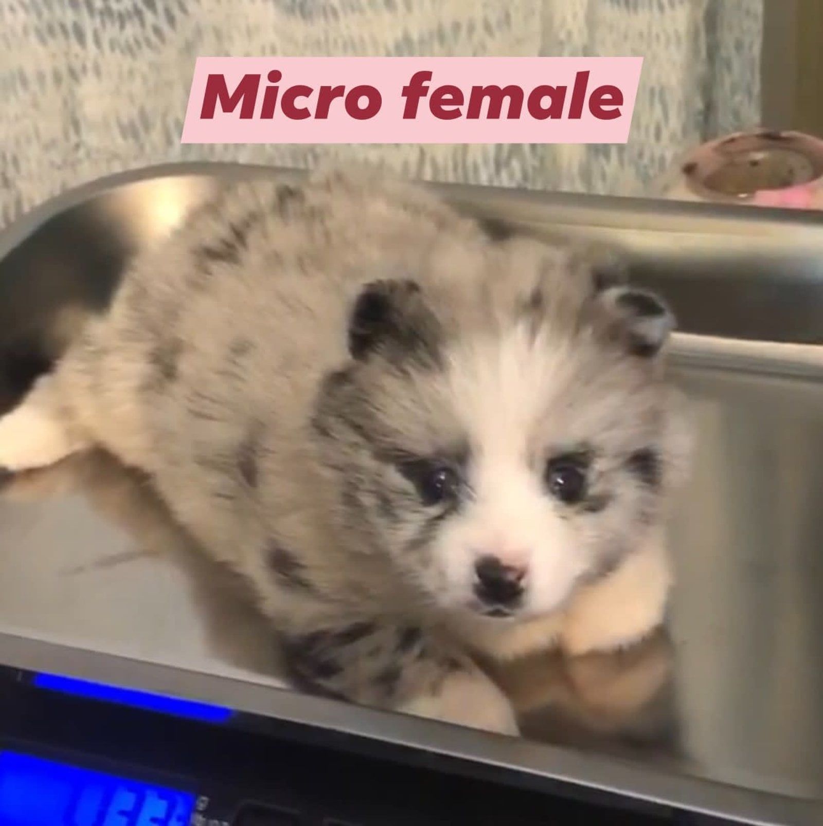 A small, fluffy puppy with merle coat, labeled 