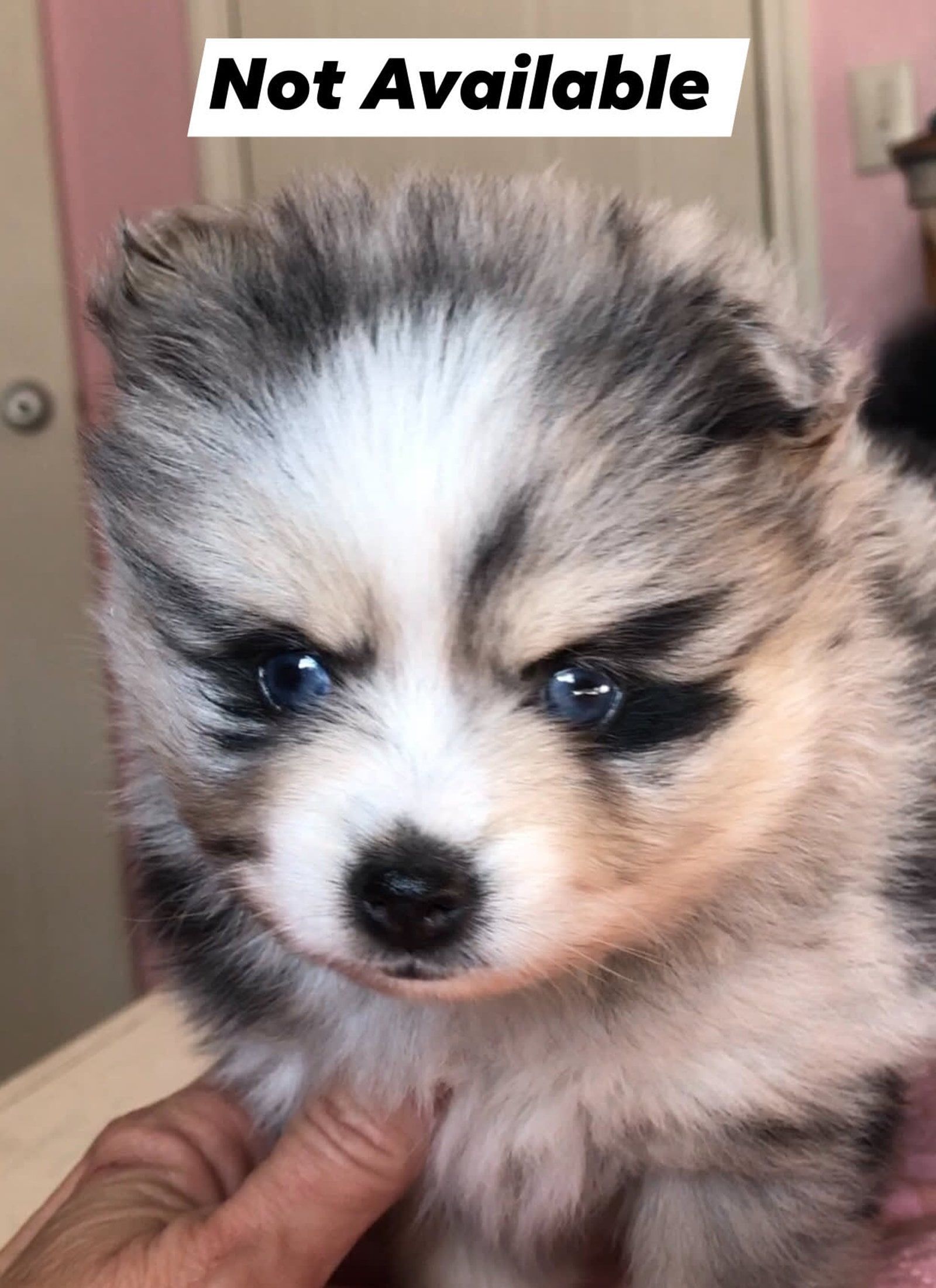 A small blue-eyed puppy with a silver and black coat, held by a person.
