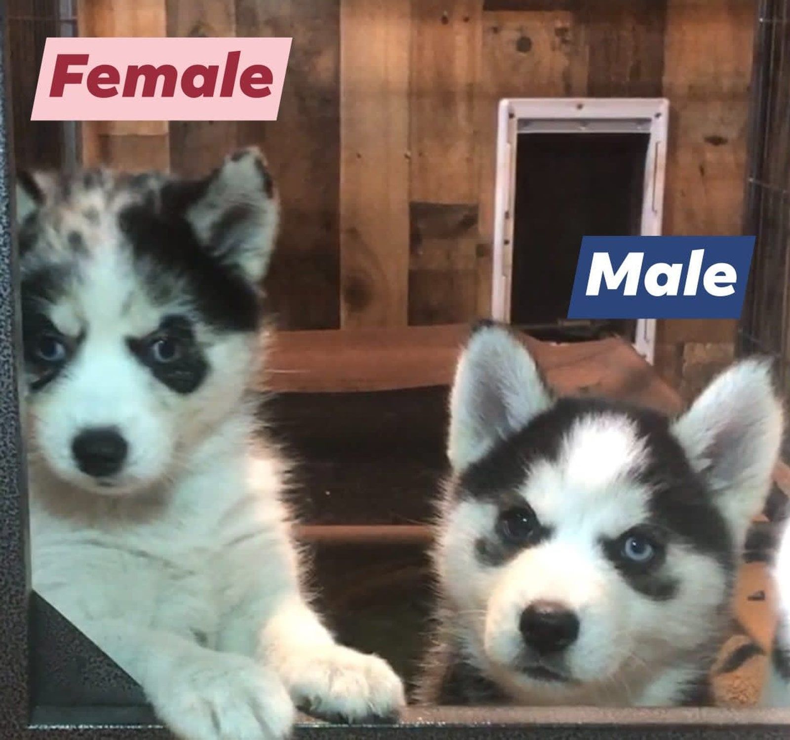 Two Siberian Husky puppies, one labeled 