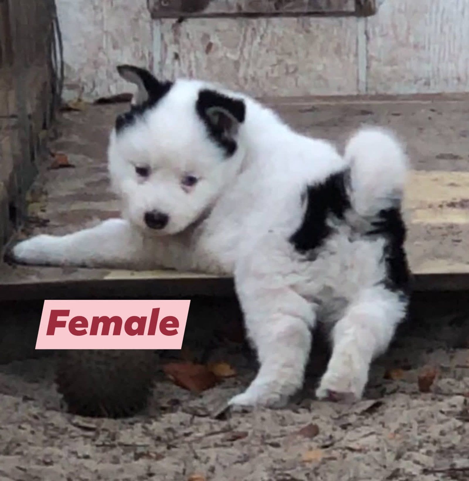 A fluffy, black and white puppy with a tilted head, labeled 