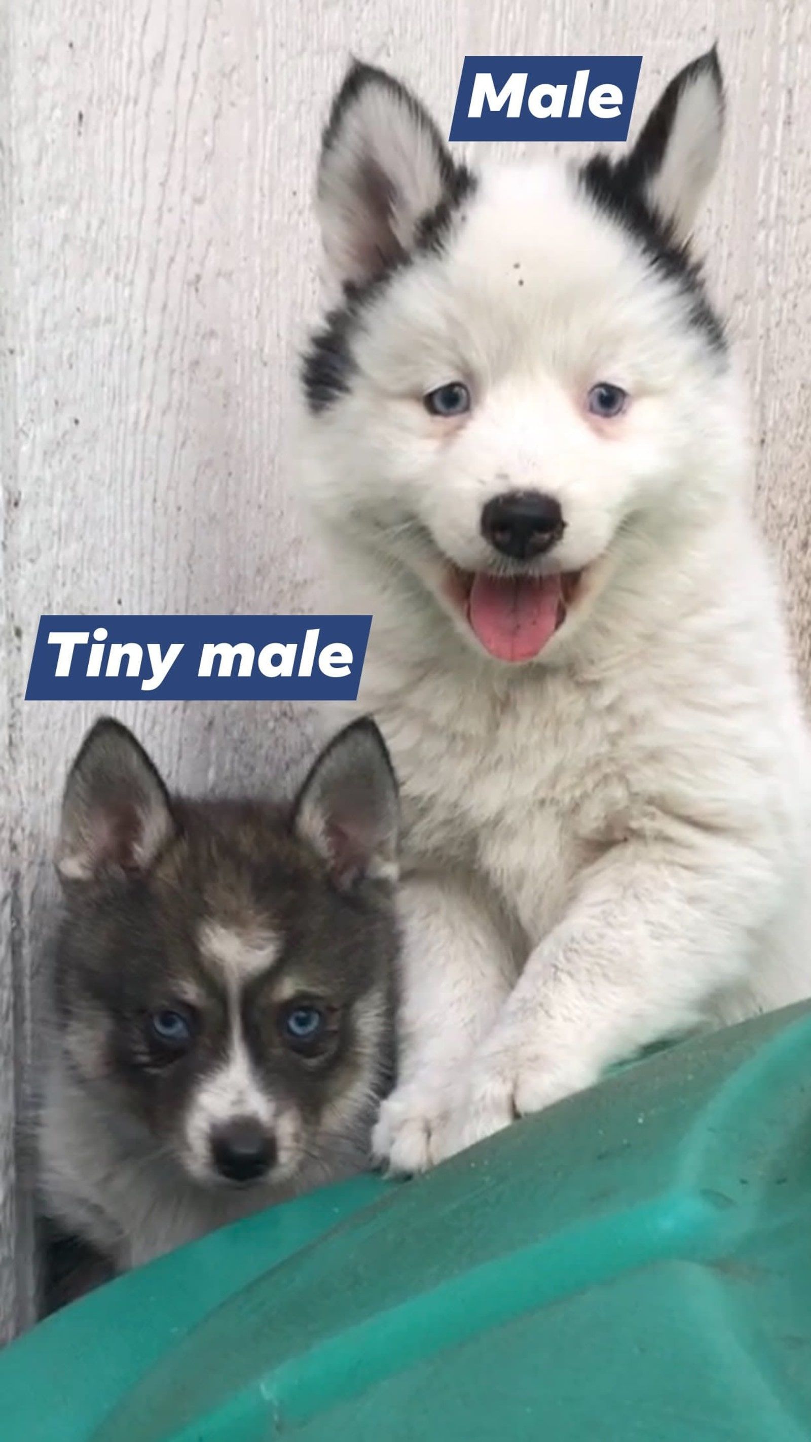 Two husky puppies, one white and one gray, with labels 