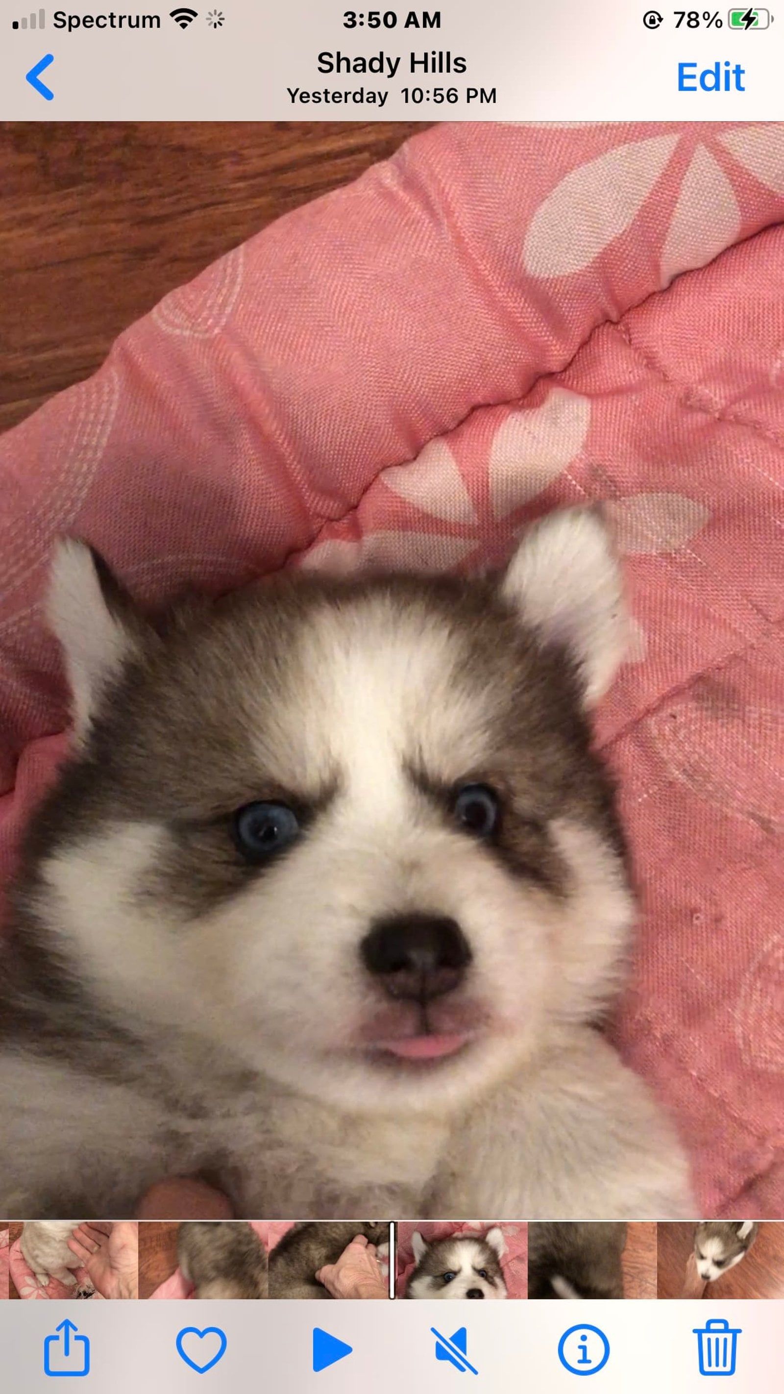 Fluffy husky puppy with brown and white fur sticking its tongue out, lying on a pink blanket.