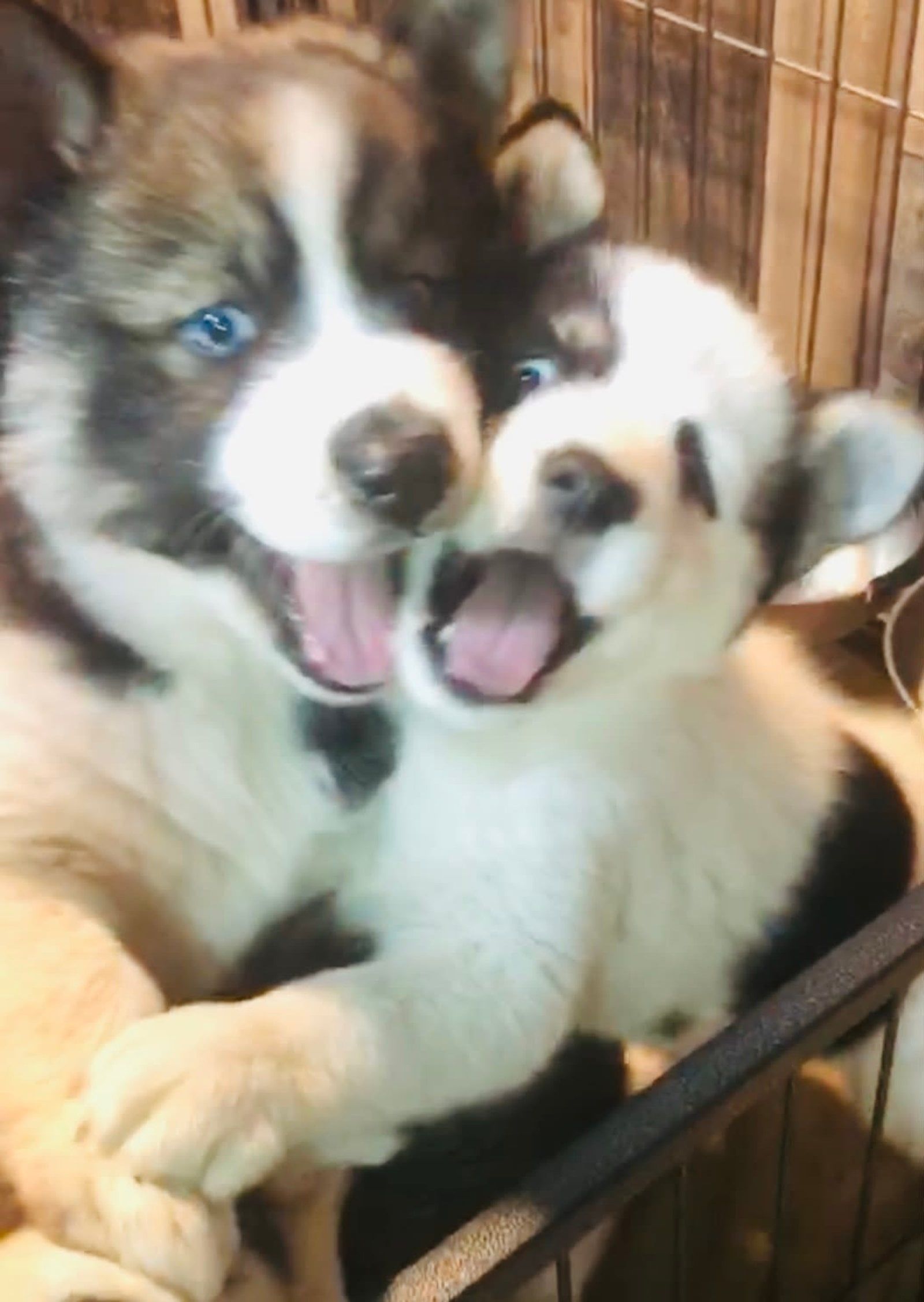 Two husky puppies, one larger, nuzzling, both with open mouths. White and black fur, blue eyes.