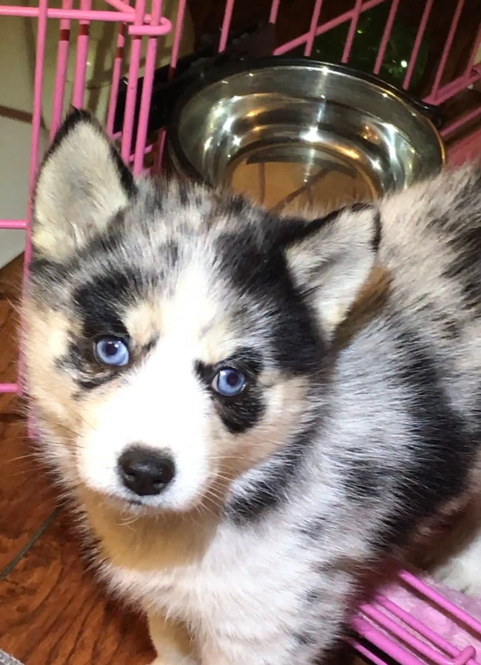 Blue-eyed, speckled puppy with black markings and a white face looking forward with a serious expression.