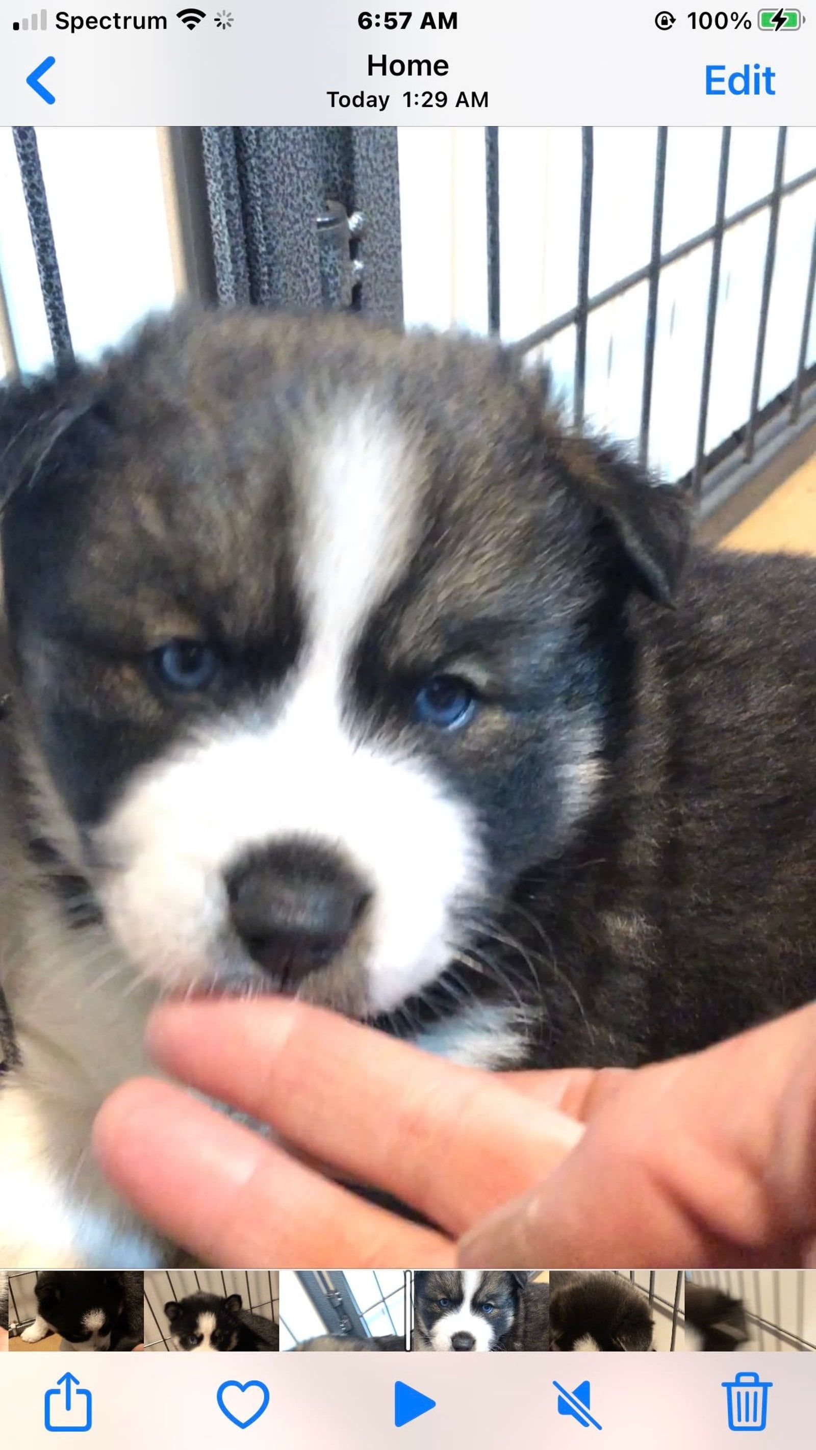 A fluffy puppy with blue eyes, a black and white coat, being touched on the nose by a hand.