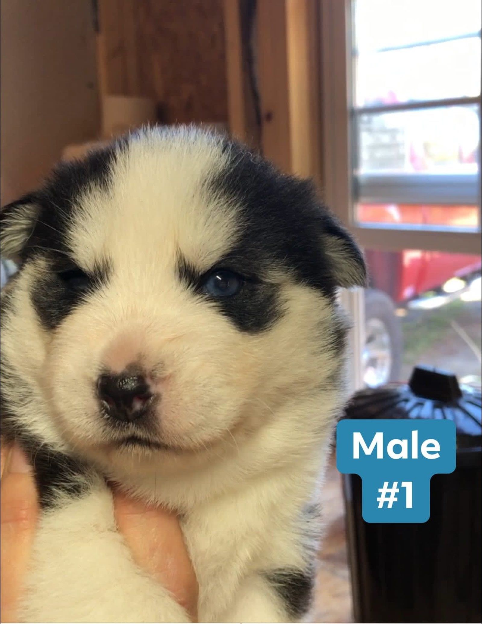 Close-up of a husky puppy with black and white fur, held in a hand. 