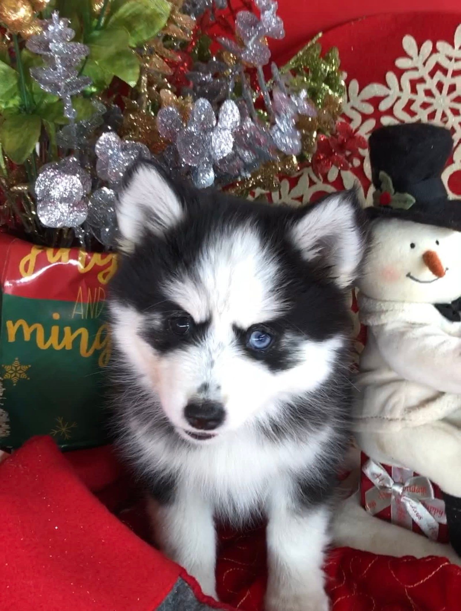 Black and white husky puppy with one blue eye sits in front of Christmas decorations.