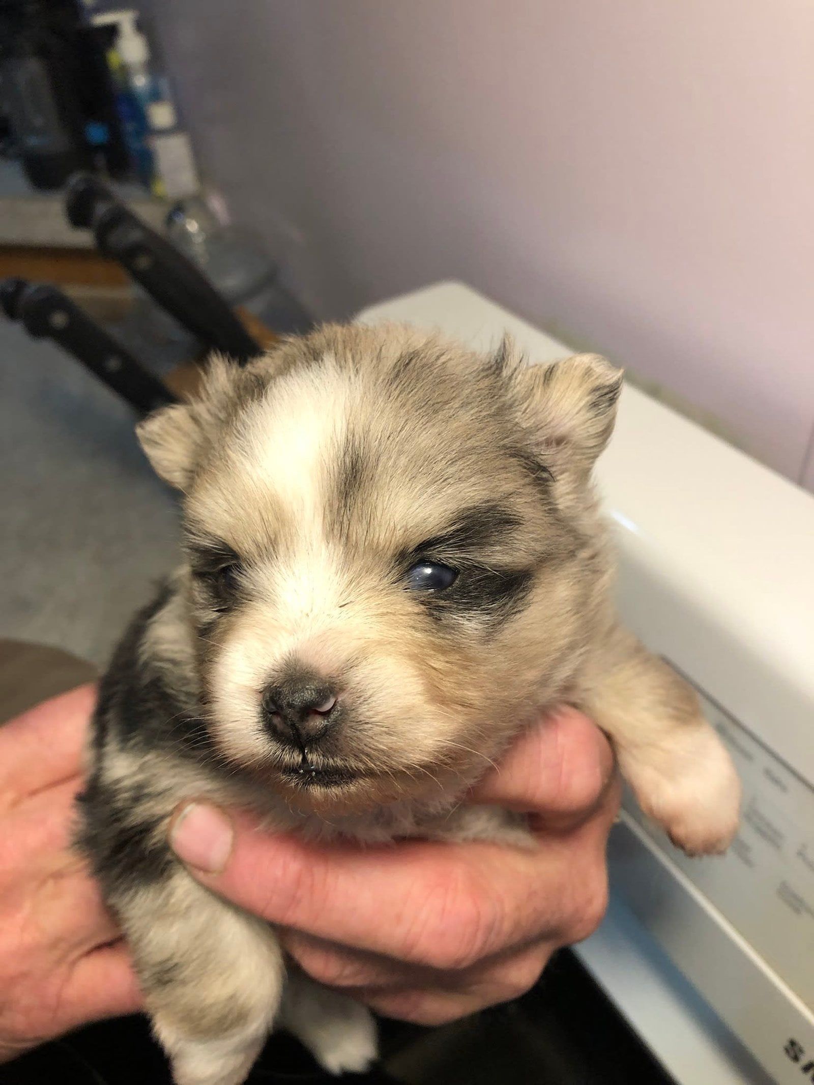 Puppy with blue merle coloring being held, eyes closed, indoors, near a white appliance.