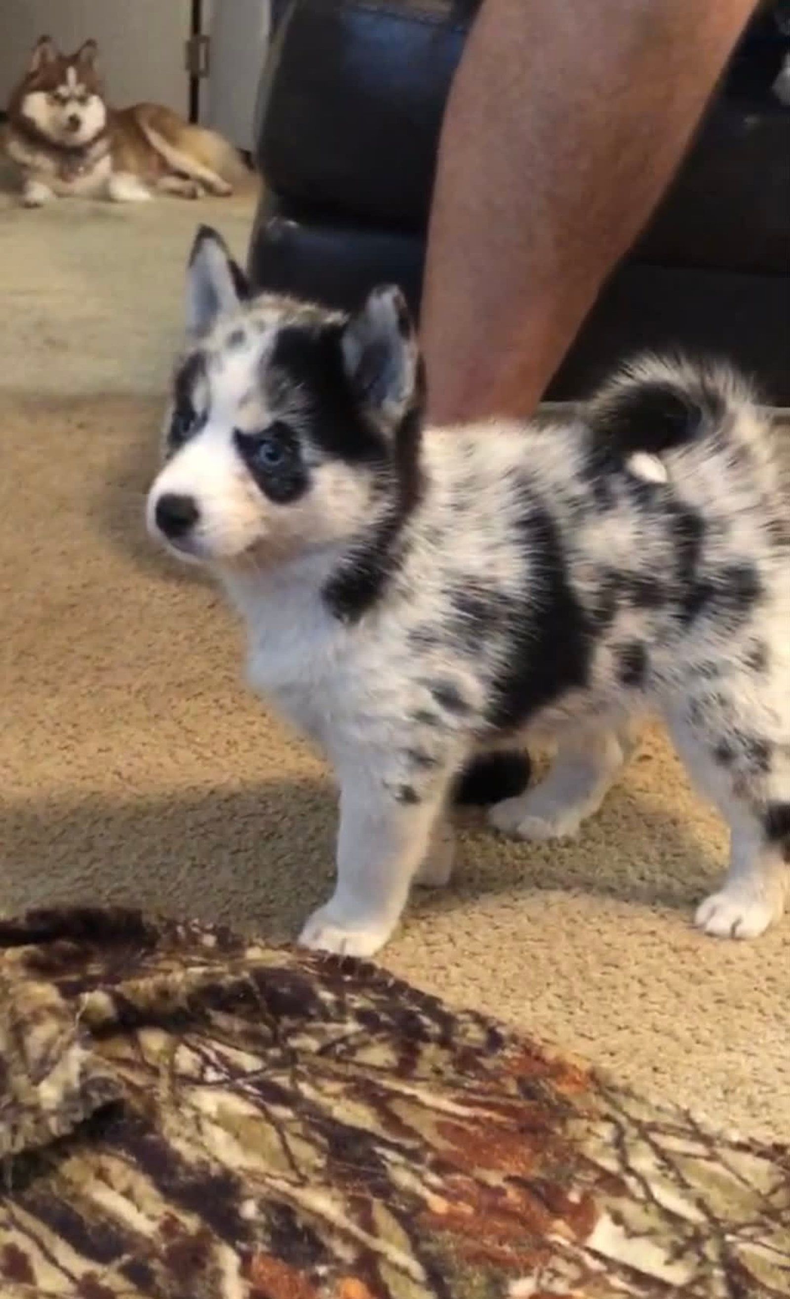 Spotted black and white husky puppy stands on carpet. Another husky lies in background.