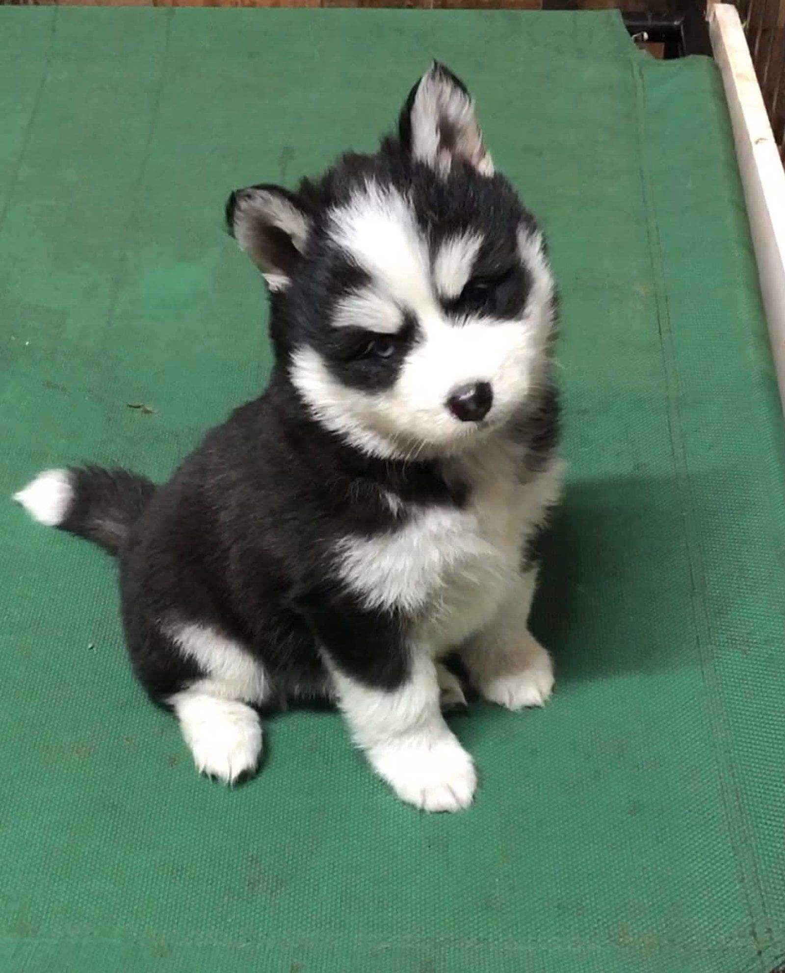 Black and white Husky puppy sitting on a green surface, looking slightly to the side.