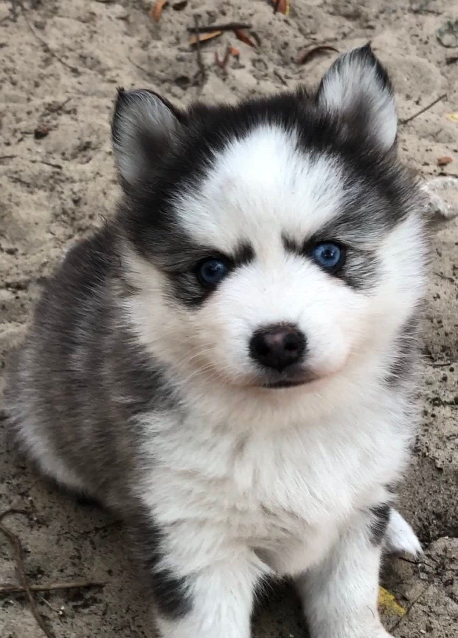 Fluffy husky puppy with blue eyes, sitting on sand; black, white, and gray fur.