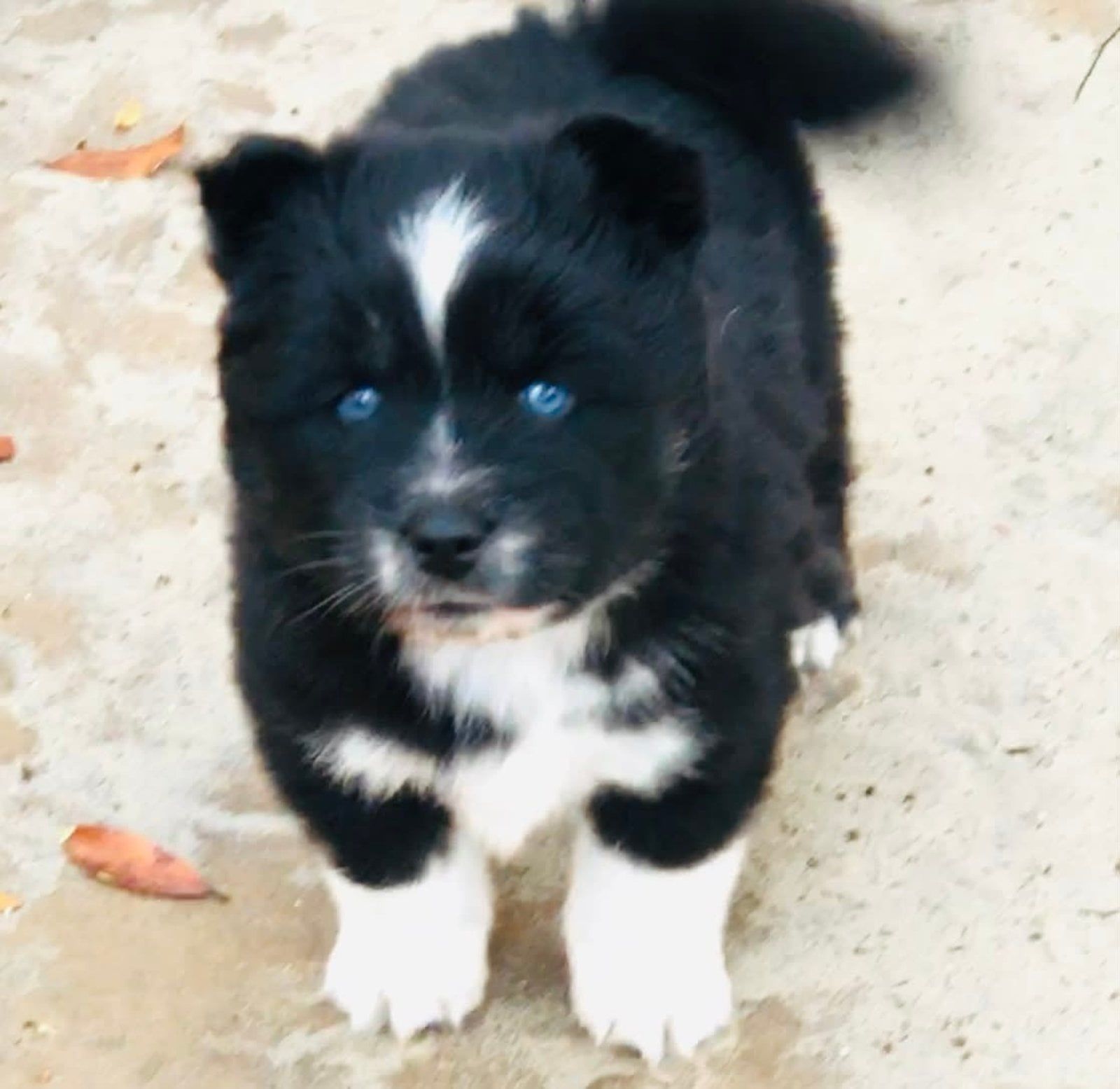 Black and white puppy with blue eyes, standing on concrete.