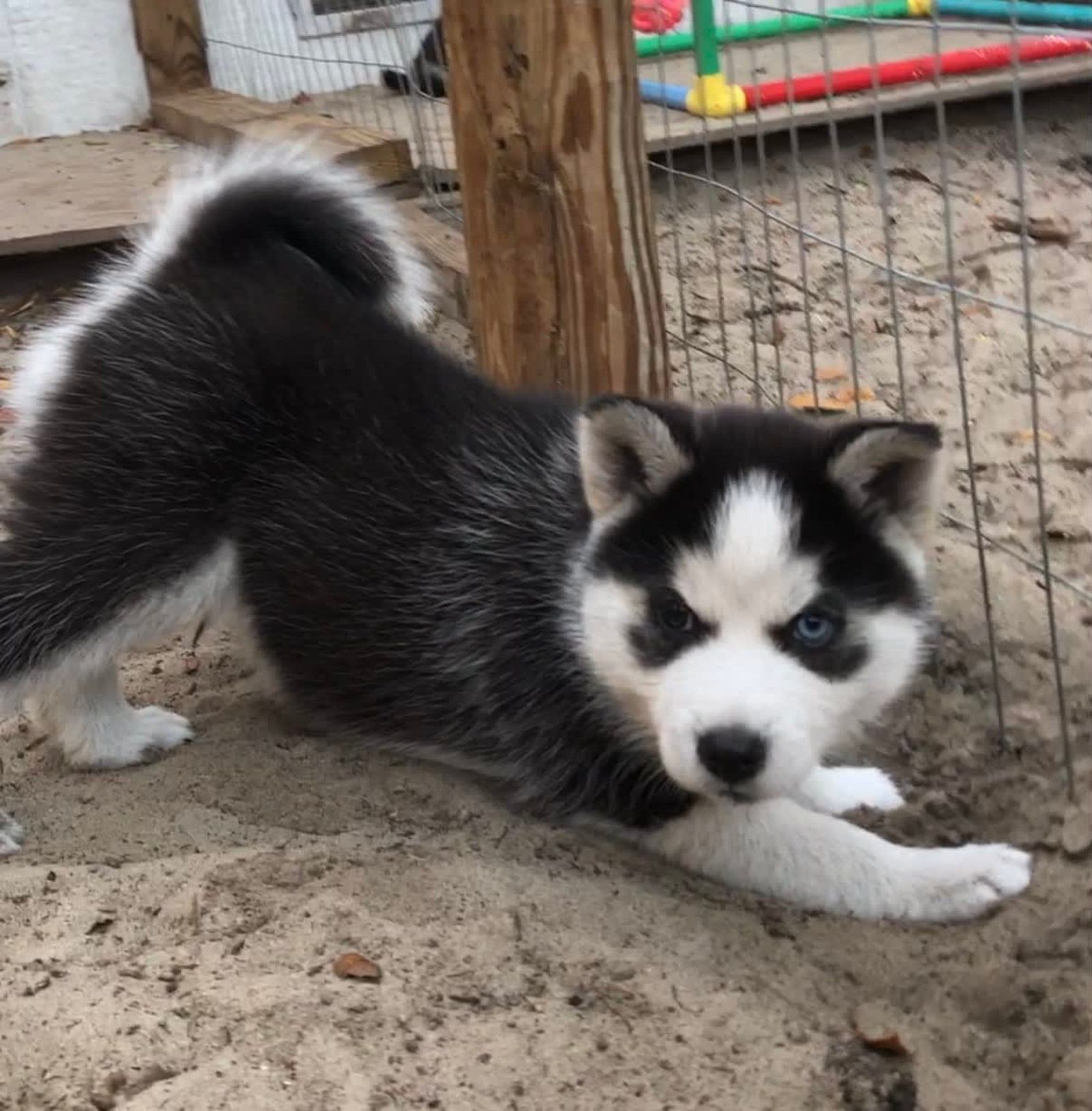 Black and white husky puppy in playful pose on sand, looking forward with one blue eye.
