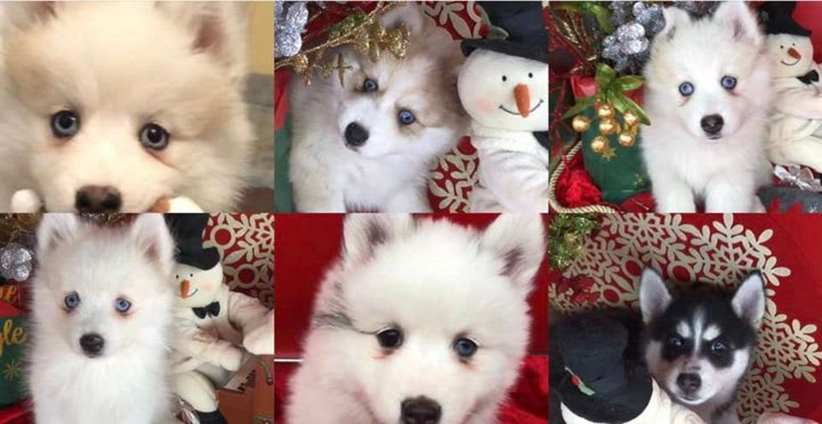 Collage of fluffy white puppies with blue eyes, some with Christmas decorations.