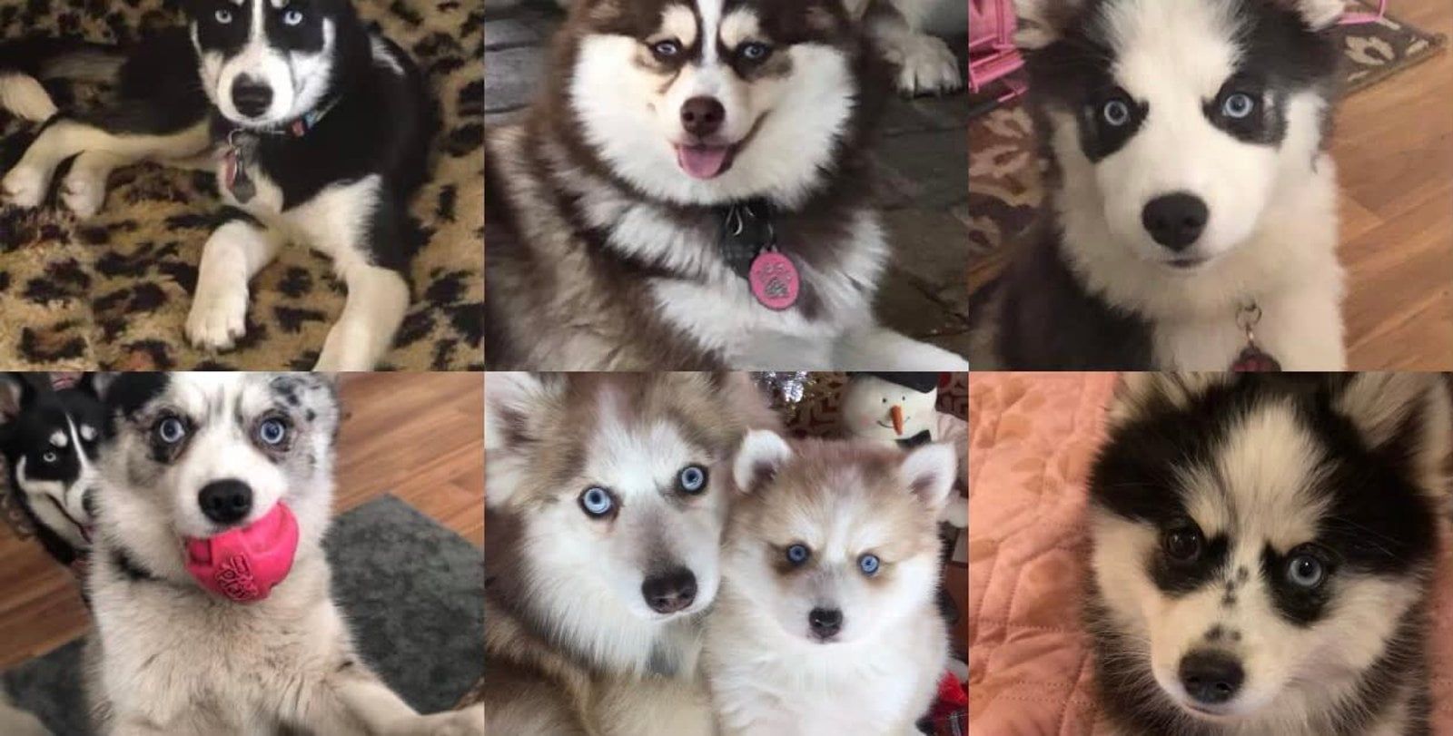 Collage of six Siberian Husky puppies with striking eyes and various expressions.