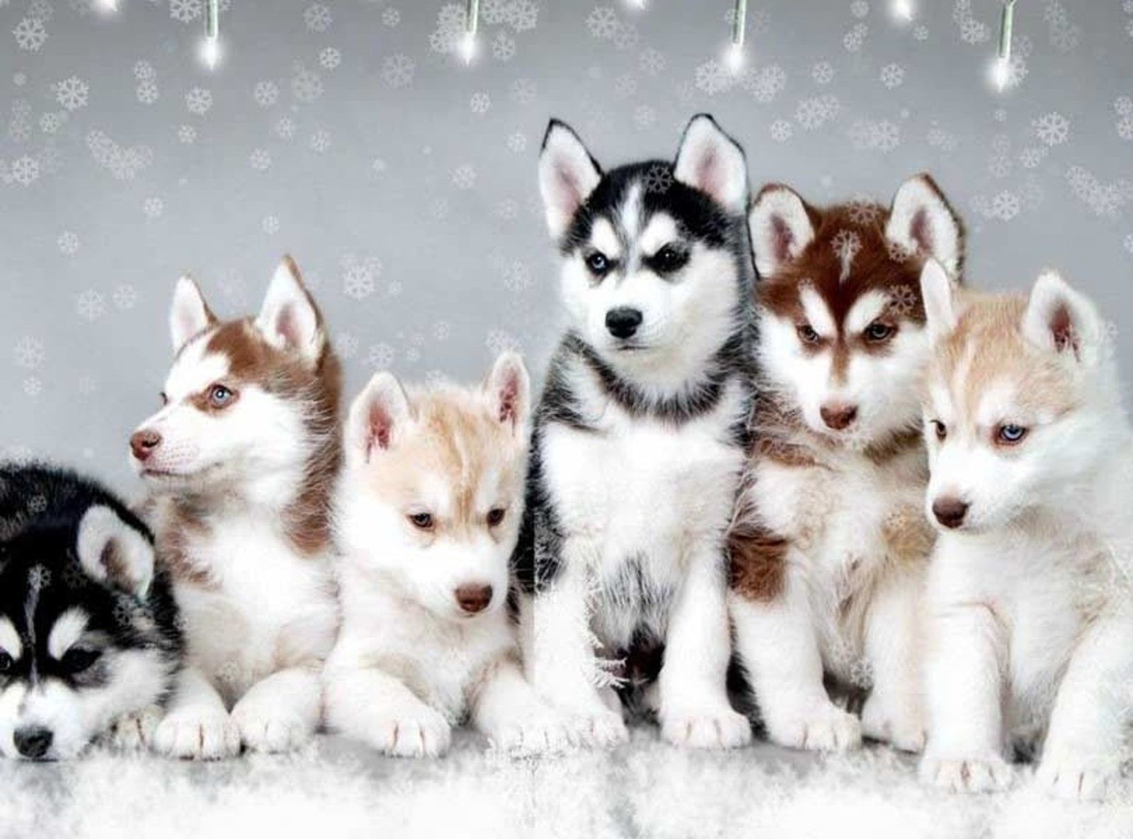 Six Siberian husky puppies, various colors, sitting in a row, snowy background.