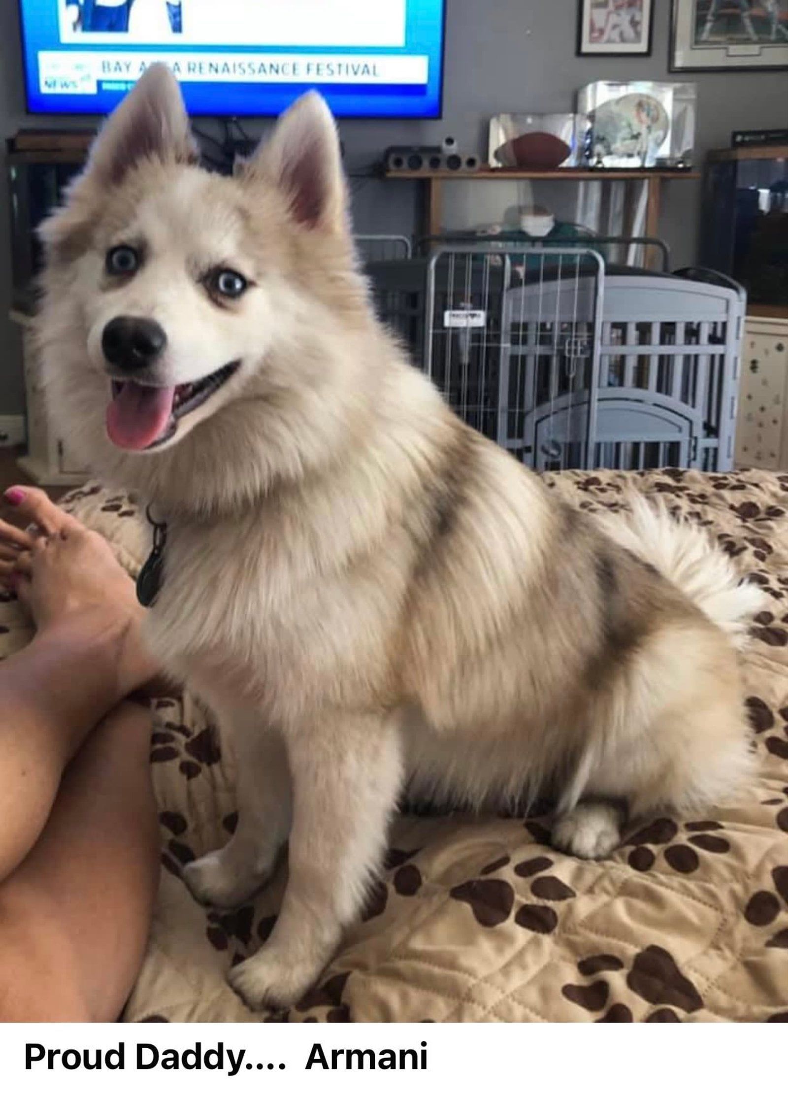 Fluffy tan and white dog sitting on a brown patterned bed, with tongue out.