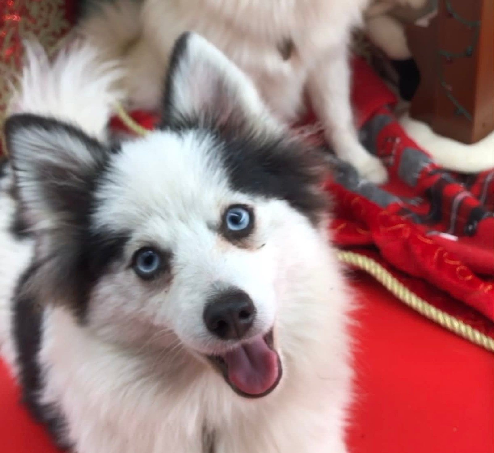 White and black dog with blue eyes smiles, tongue out, on red surface. Another dog in background.