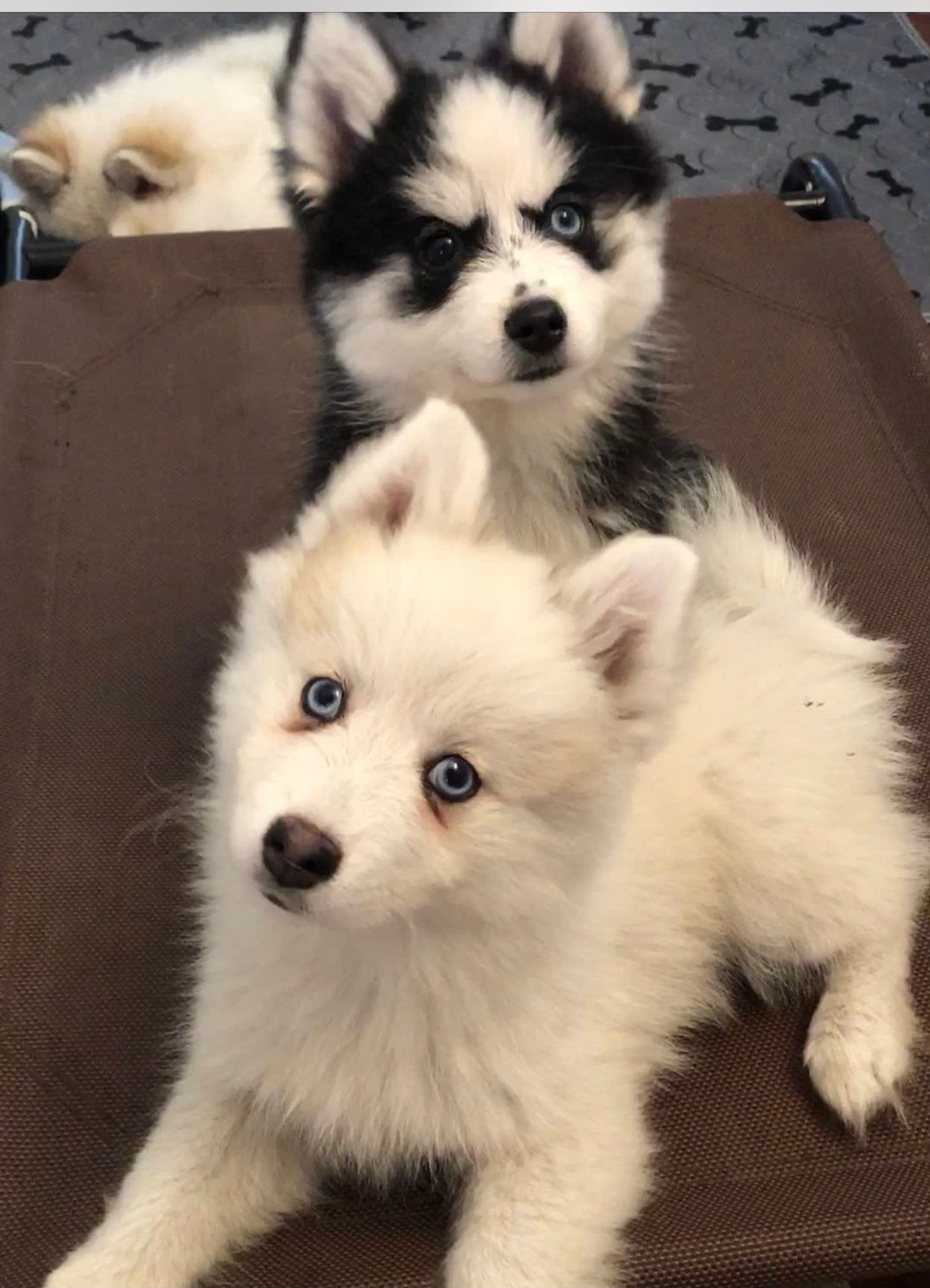 Three husky puppies with blue eyes on a brown surface. One white puppy in front, a black and white puppy behind, and another light-colored one in the background.
