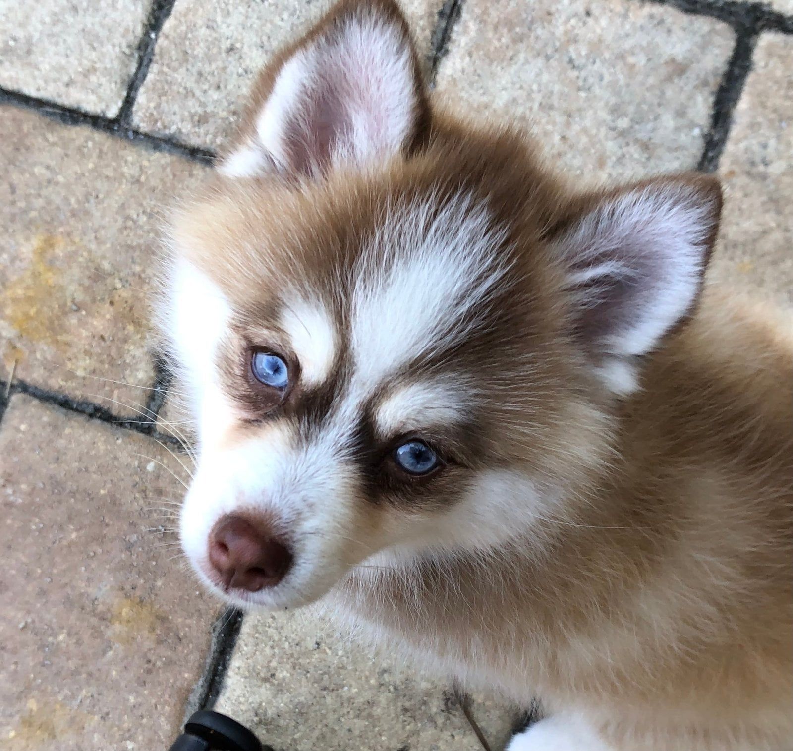 Fluffy brown and white husky puppy with bright blue eyes, on a brick patio.