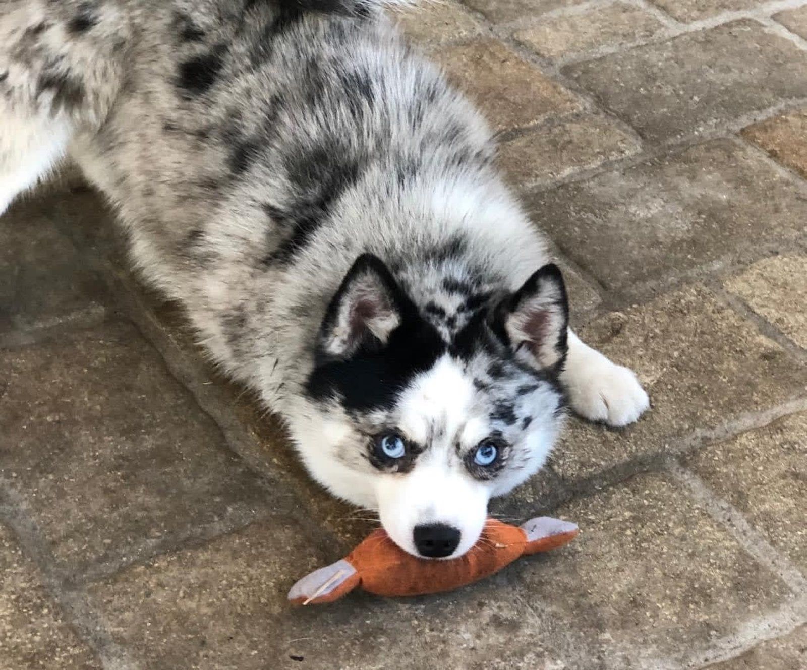 Blue-eyed, merle husky puppy holding a brown toy in its mouth, looking up at the viewer on a brick patio.