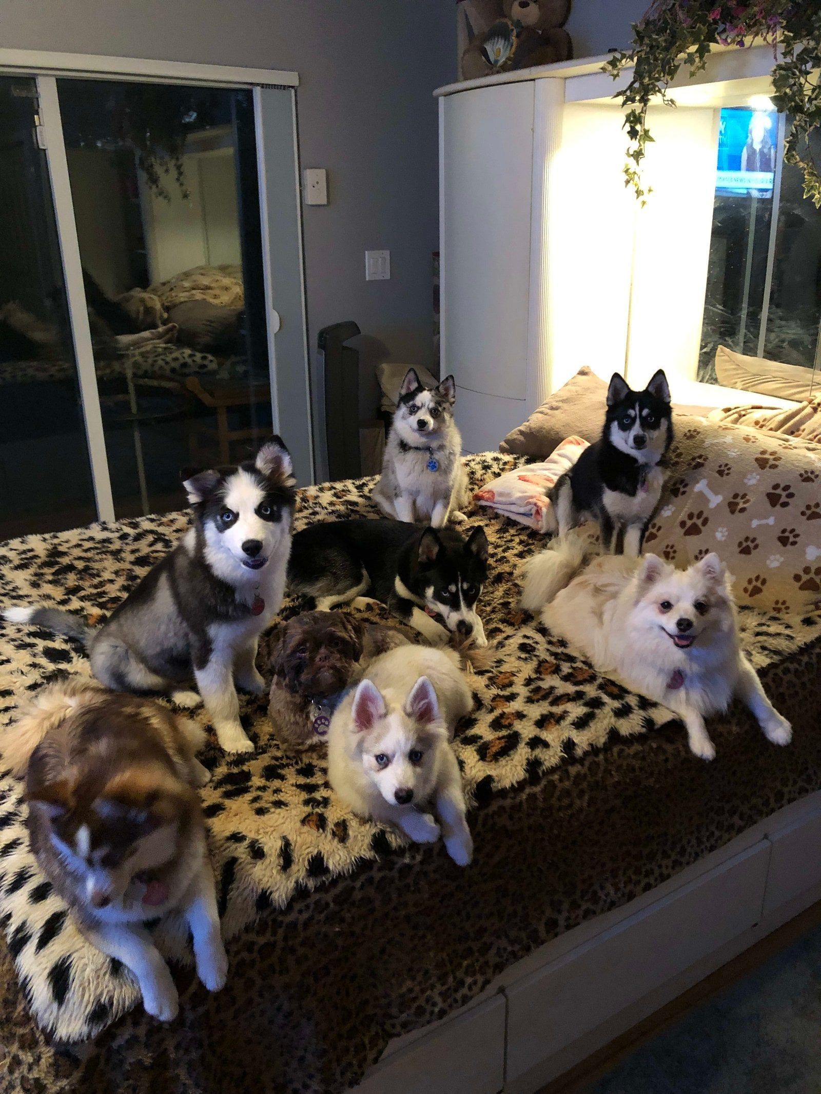 Several dogs and a cat on a leopard print bed. The dogs have various fur colors and are looking at the camera.