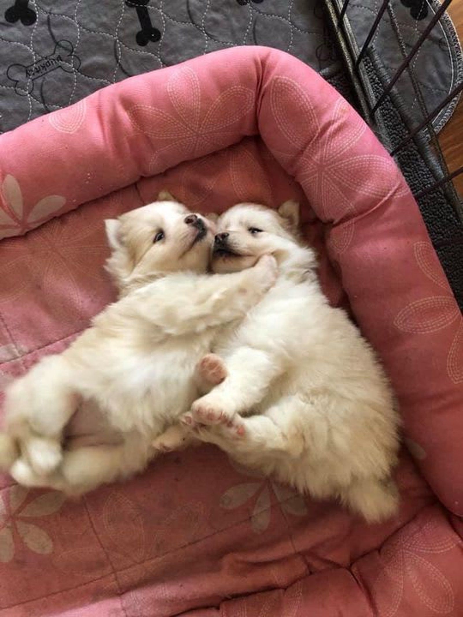 Two fluffy cream-colored puppies cuddling in a pink dog bed.