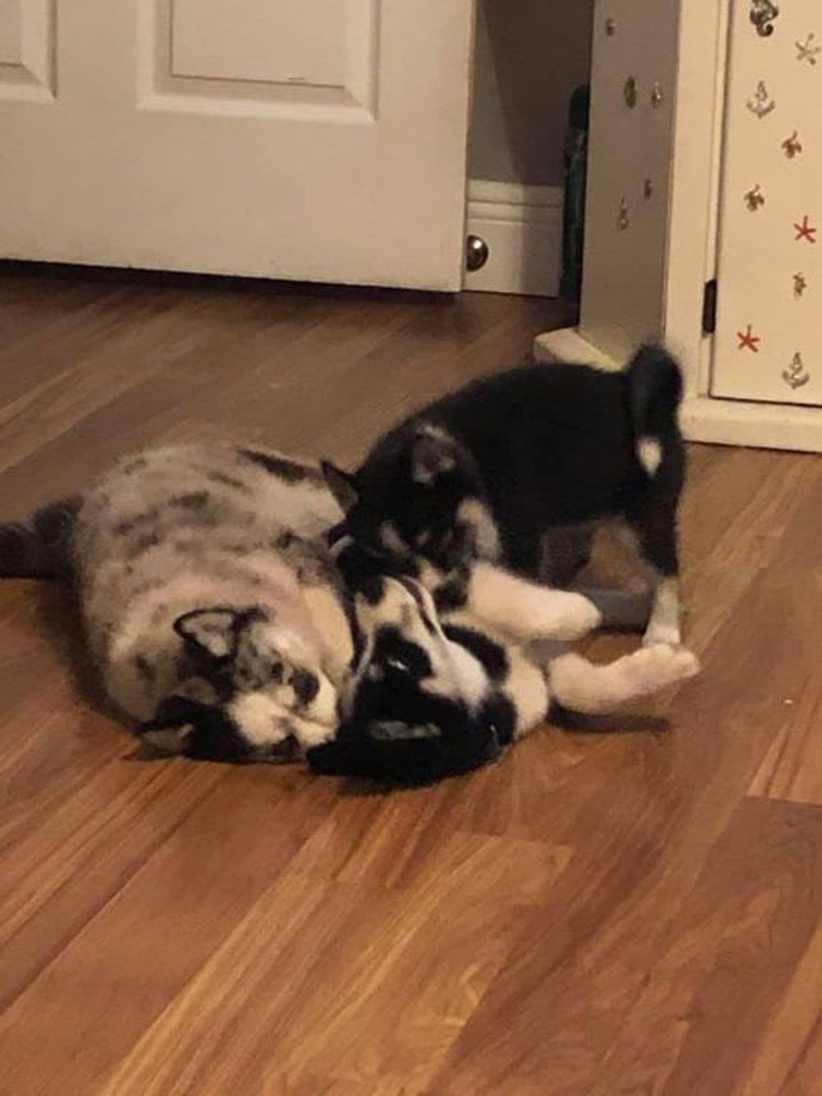 Two husky puppies playing on a wooden floor, one lying down, the other jumping on it.