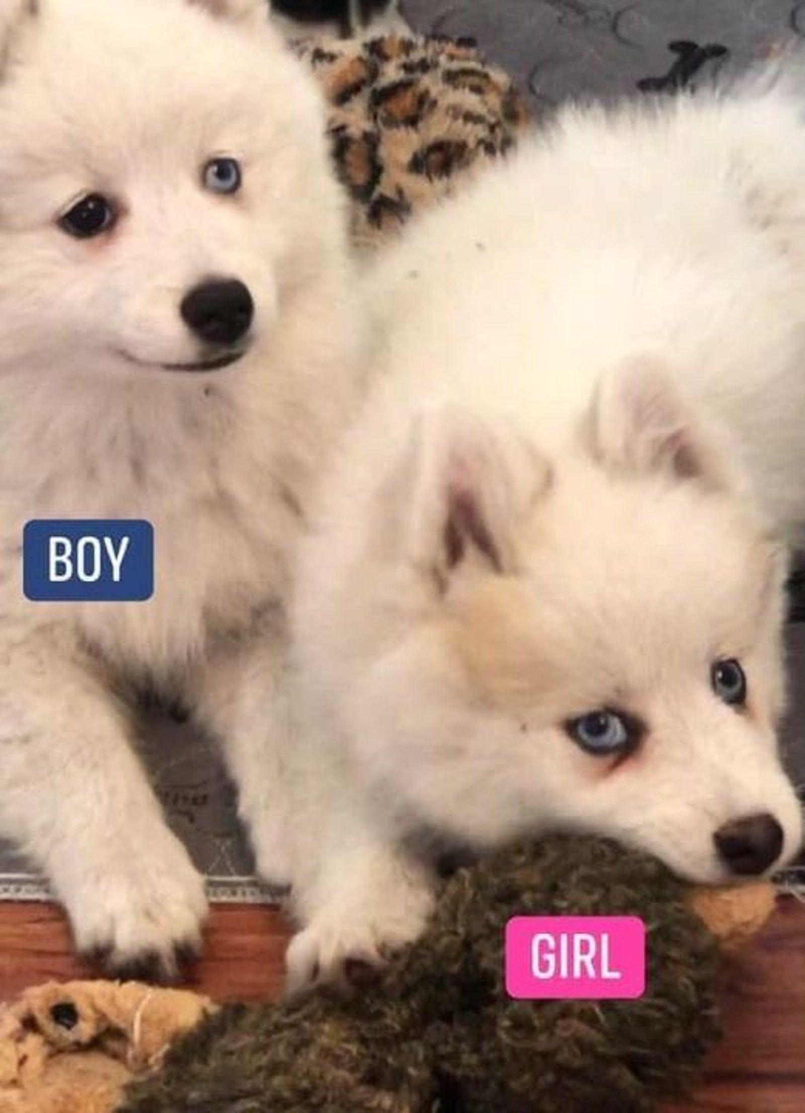 Two fluffy white puppies labeled 