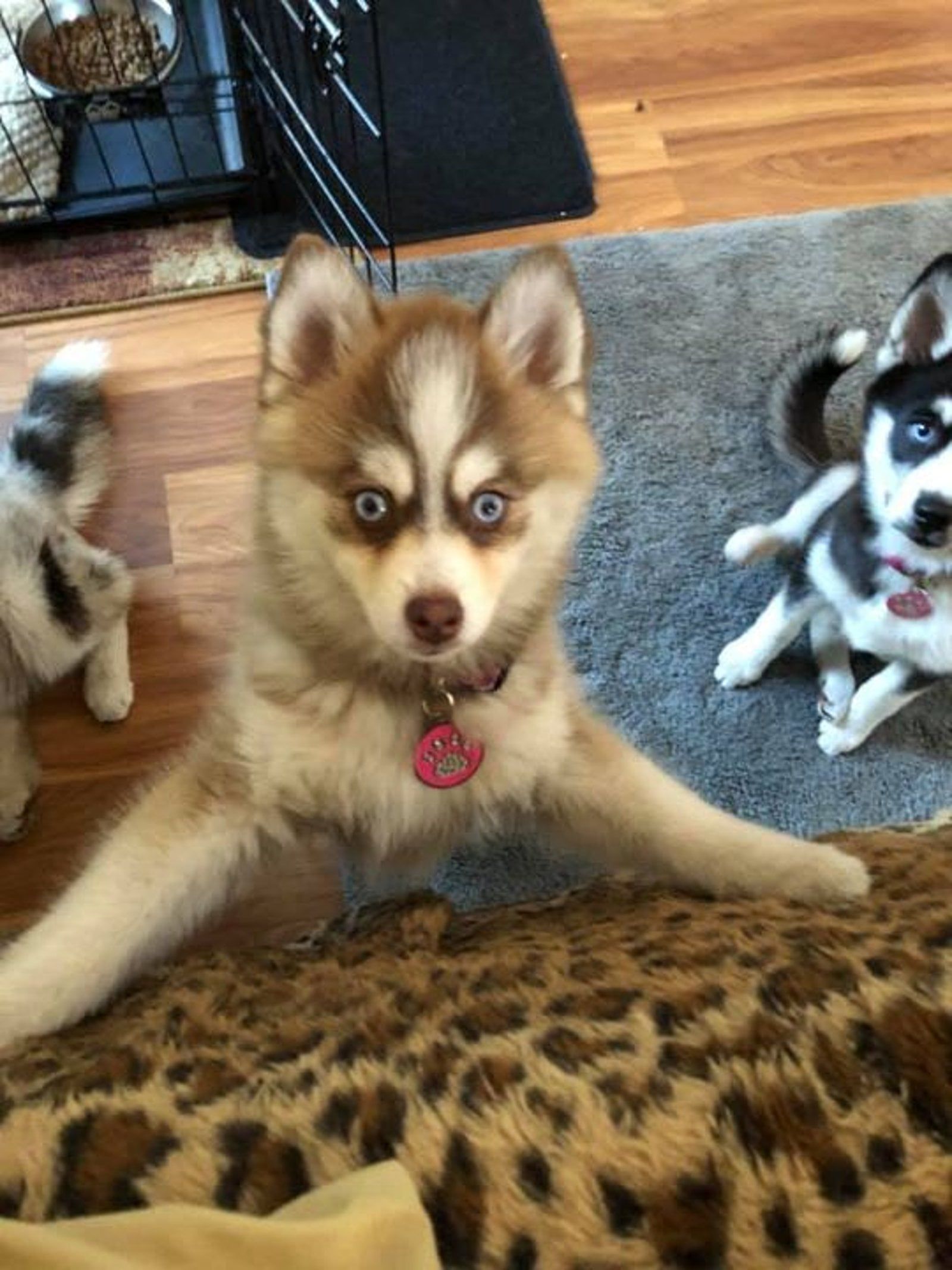 A light brown and white husky puppy with blue eyes is splayed on a leopard print surface, looking forward.
