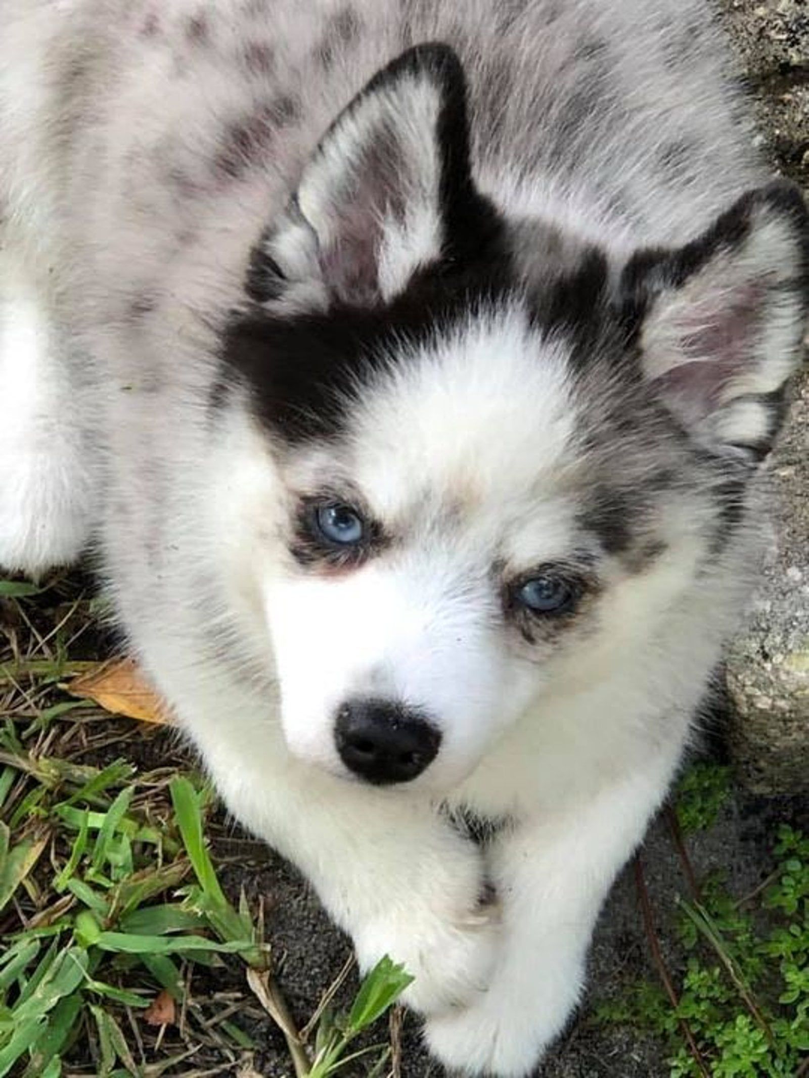 Puppy with blue eyes, black ears, and speckled gray and white fur resting on grass.
