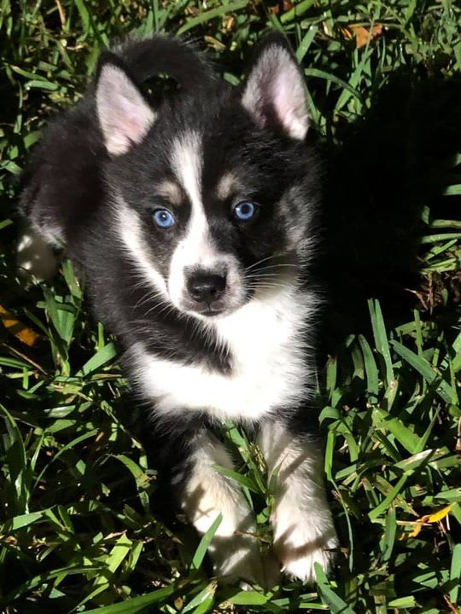 Black and white husky puppy with bright blue eyes in green grass.