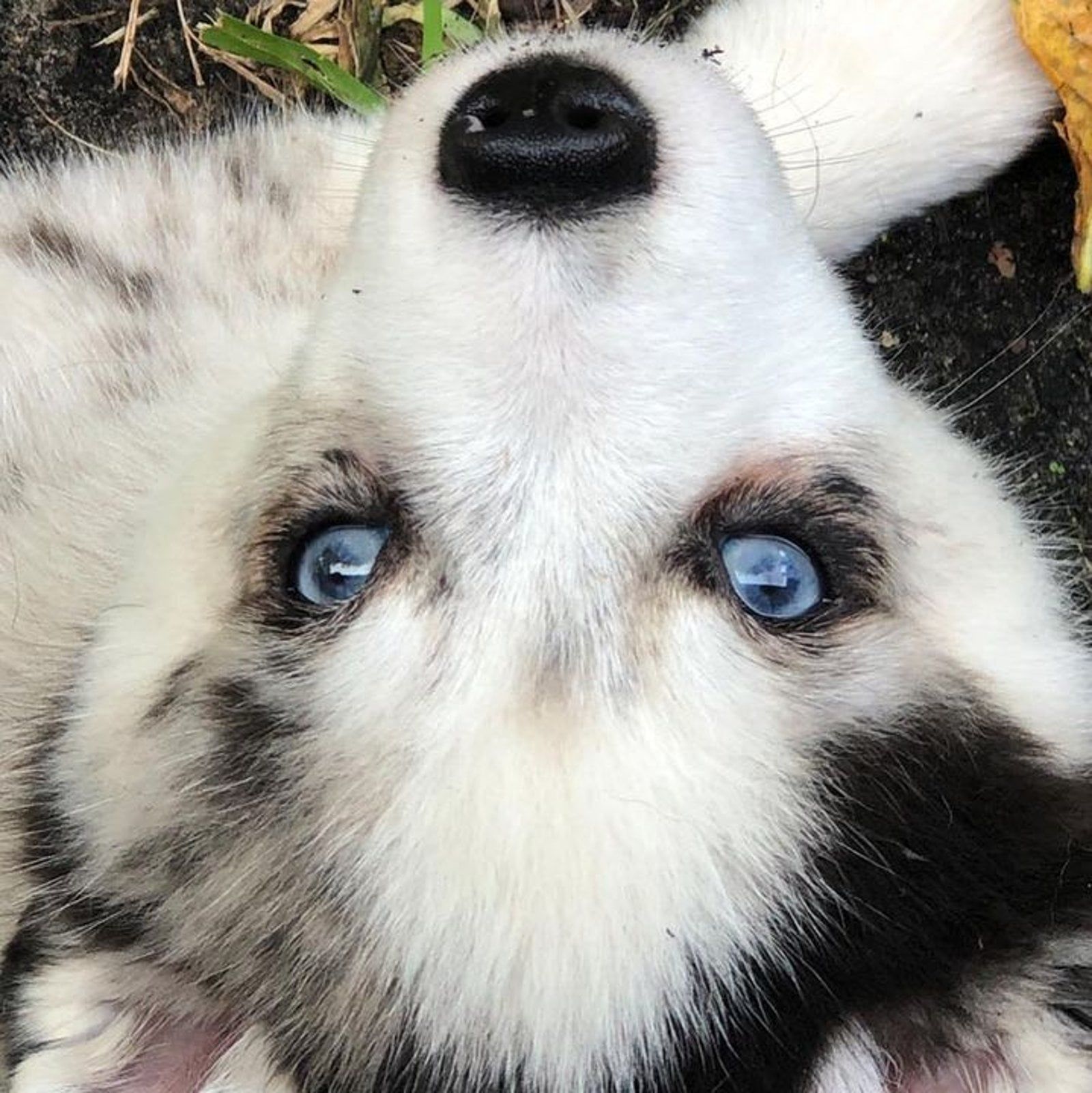 Puppy with striking blue eyes looks up. White fur with black spots, lying outside.