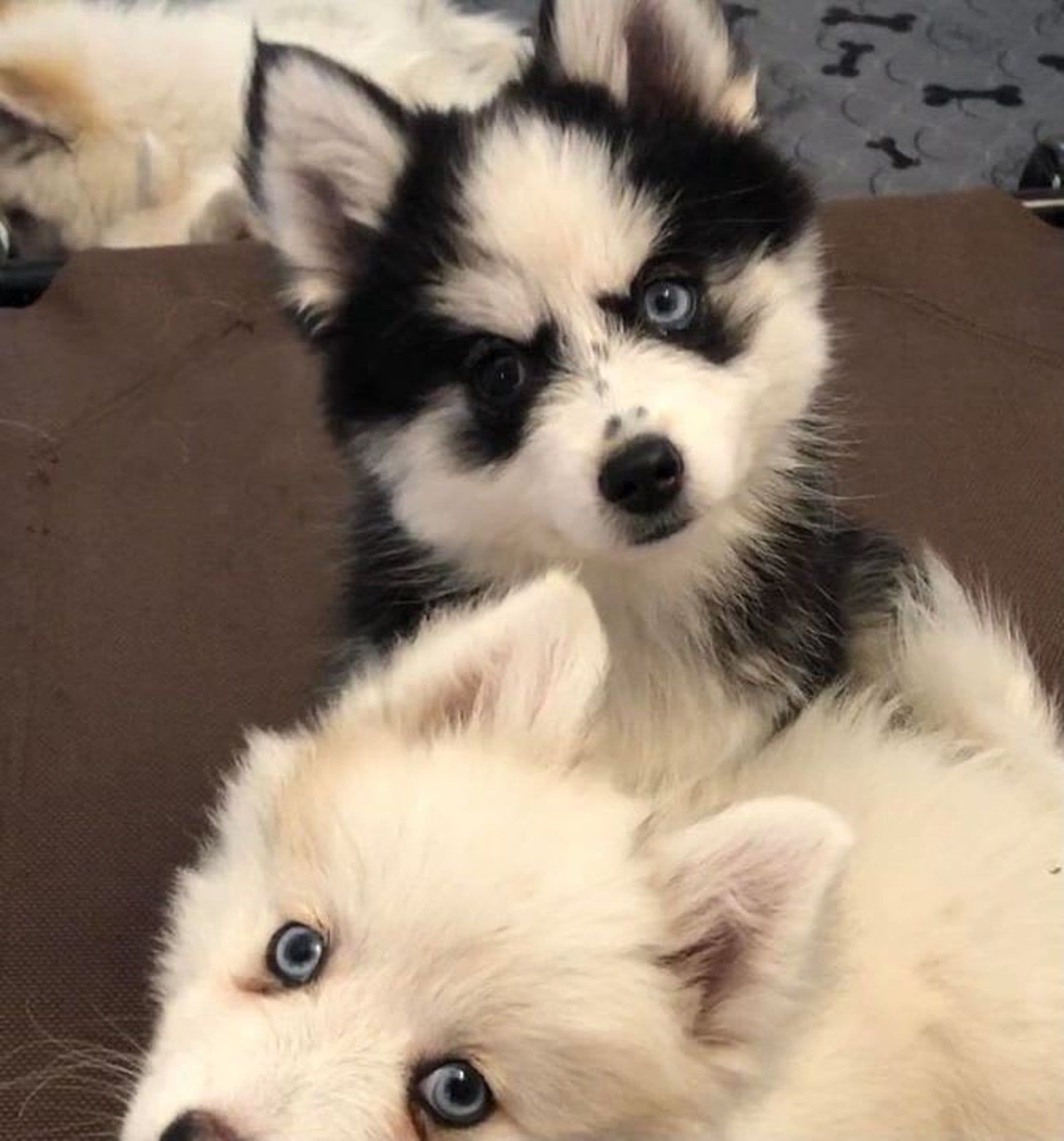 Two husky puppies, one white and one black and white, looking at the camera. Both have blue eyes.