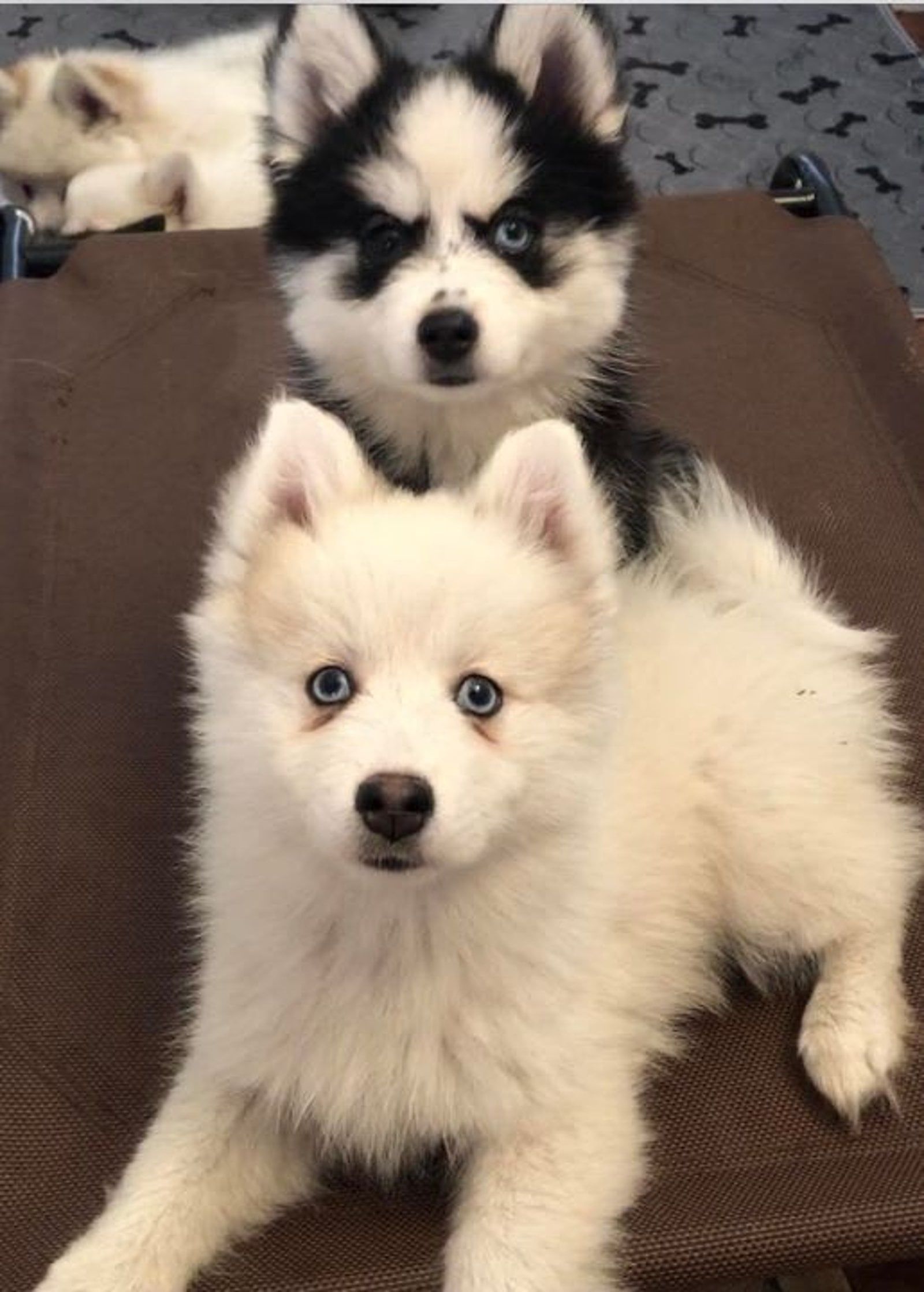 Two fluffy husky puppies, one white with blue eyes, the other black and white with one blue eye.