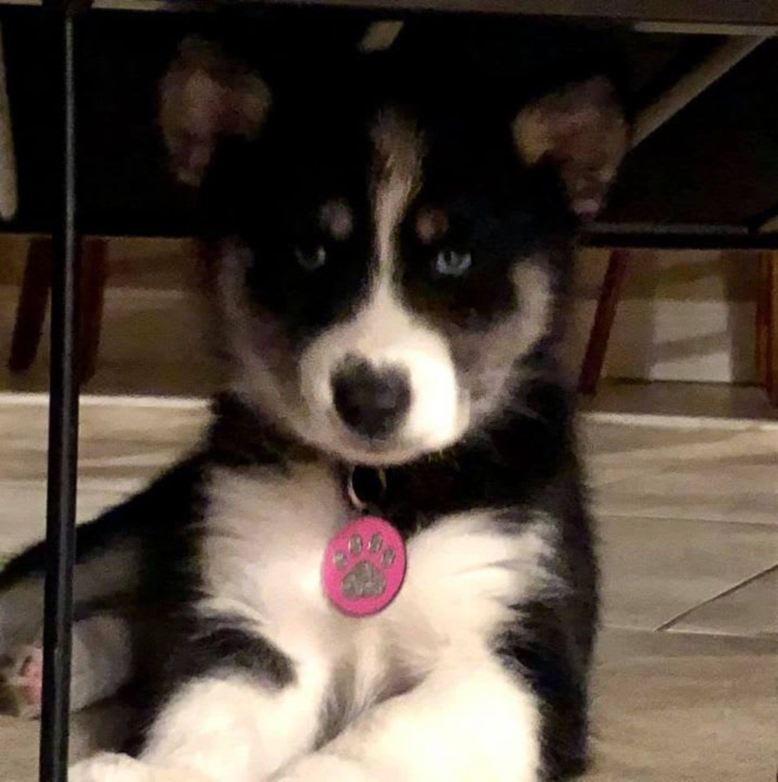 Black and white husky puppy with blue eyes wearing a pink collar, sitting under a table.