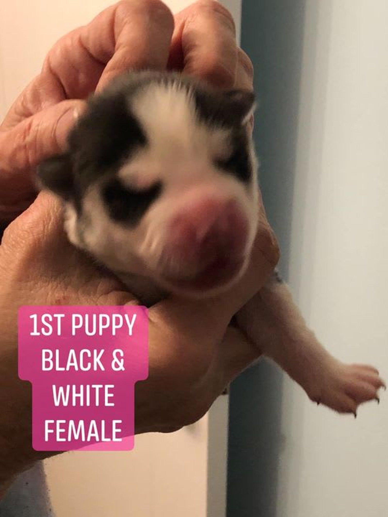 Newborn black and white puppy held in hands; pink nose, closed eyes.