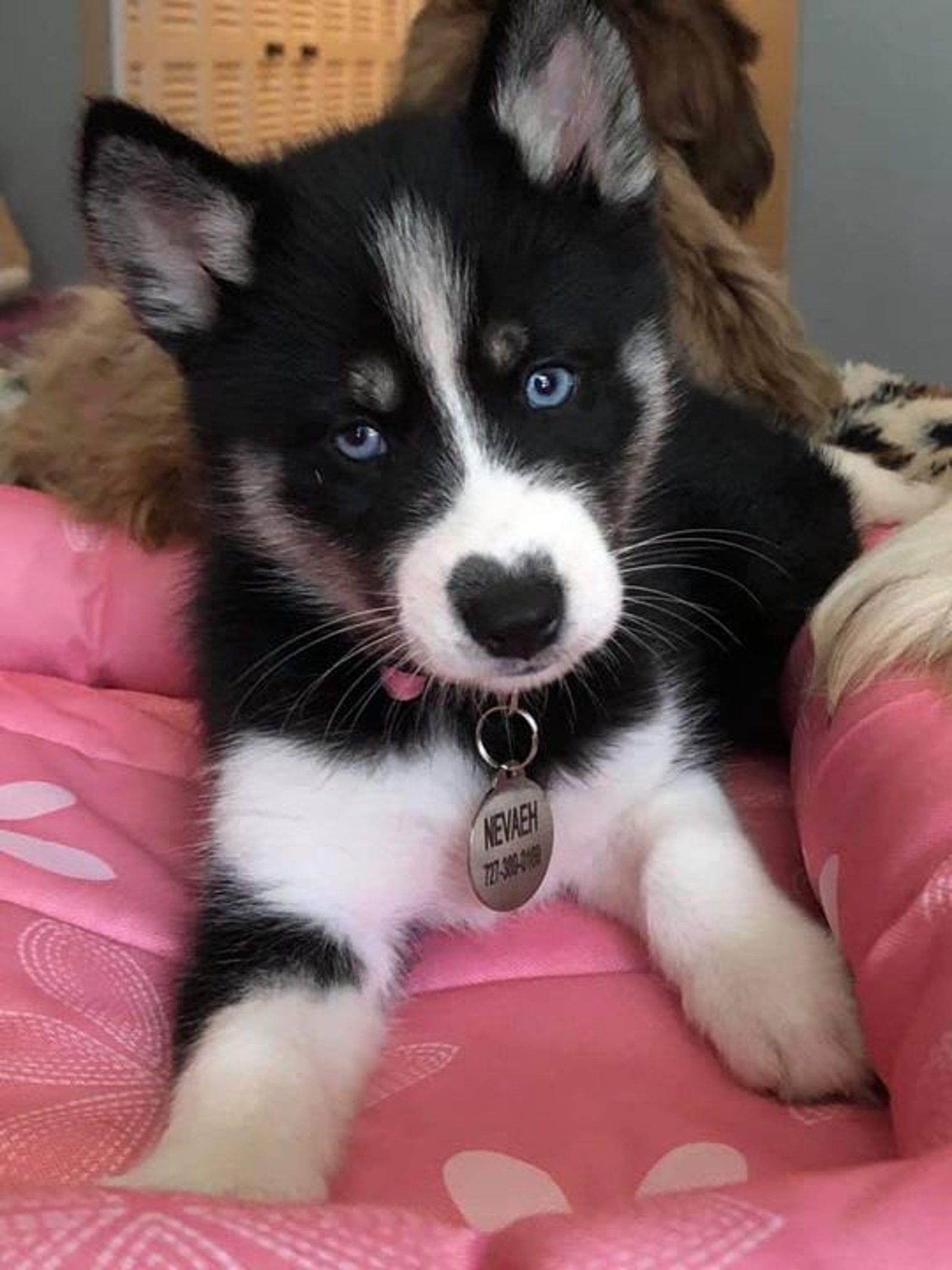 Black and white Husky puppy with blue eyes, lying in a pink bed, wearing a tag.