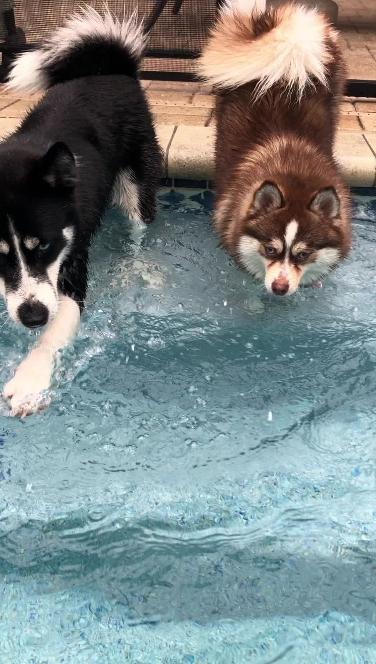 Two huskies, black and brown, in a pool, splashing. One exits, the other enters with serious expression.