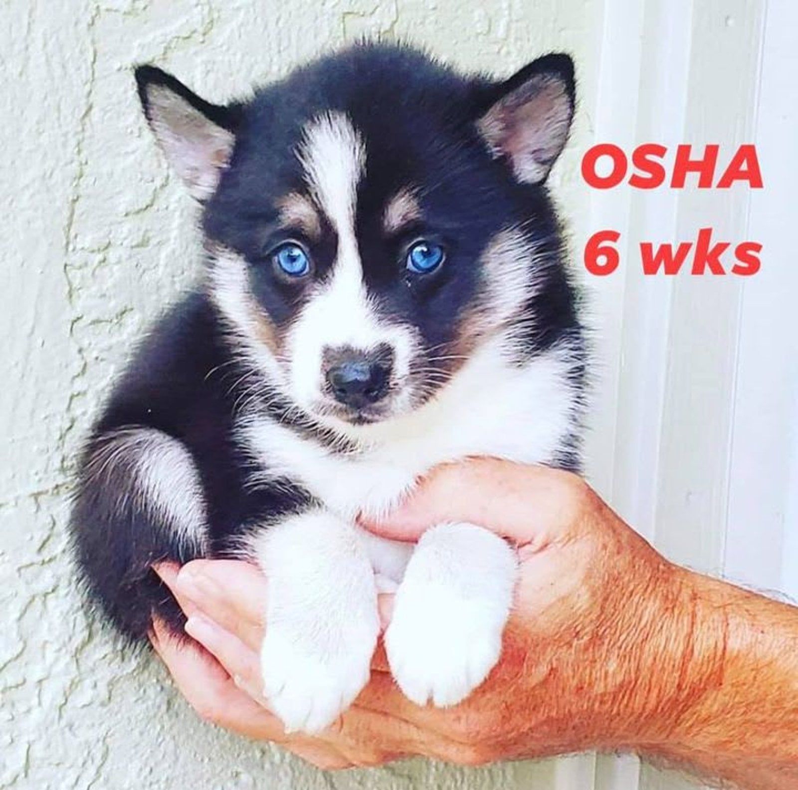 Black and white husky puppy with blue eyes, held in a person's hands. Text says 
